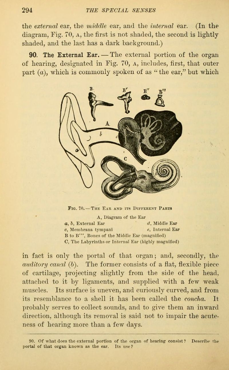 the external ear, the middle ear, and the internal ear. (In the diagram, Fig. 70, a, the first is not shaded, the second is lightly- shaded, and the last has a dark background.) 90. The External Ear. — The external portion of the organ of hearing, designated in Fig. 70, a, includes, first, that outer part (a), which is commonly spoken of as the ear, but which Fig. 70. — The Ear and its Different Parts A, Diagram of the Ear a, b, External Ear d, Middle Ear c, Membrana tympani e, Internal Ear B to B\ Bones of the Middle Ear (magnified) C, The Labyrinths or Internal Ear (highly magnified) in fact is only the portal of that organ; and, secondly, the auditory canal (b). The former consists of a flat, flexible piece of cartilage, projecting slightly from the side of the head, attached to it by ligaments, and supplied with a few weak muscles. Its surface is uneven, and curiously curved, and from its resemblance to a shell it has been called the concha. It probably serves to collect sounds, and to give them an inward direction, although its removal is said not to impair the acute- ness of hearing more than a few days. 90. Of what does the external portion of the organ of hearing consist? Describe the >ortal of that organ known as the ear. Its u«c?