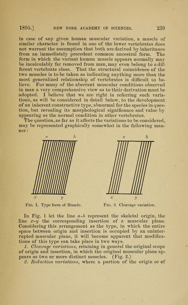 in ease of any given human muscular variation, a muscle of similar character is found in one of the lower vertebrates does not warrant the assumption that both are derived by inheritance from an immediately precedent common ancestral form. The form in which the variant human muscle appears normally may be incalculably far removed from man, may even belong to a dif- ferent vertebrate class. That the structural coincidence of the two muscles is to be taken as indicating anything more than the most generalized relationship of vertebrates is difficult to be- lieve. For many of the aberrant muscular conditions observed in man a very comprehensive view as to their derivation must be a,dopted. I believe that we are right in referring such varia- tions, as will be considered in detail below, to the development of an inherent constructive type, abnormal for the species in ques- tion, but revealing its morphological significance and value by appeai'ing as the normal condition in other vertebrates. The question, as far as it affects the variations to be considered, may be represented graphically somewhat in the following man- ner: X y X y Fig. 1. Type form of Muscle. FiG. 2. Cleavage variation. In Fig. 1 let the line a-b represent the skeletal origin, the line x-y the corresponding insertion of a muscular plane. Oonsidering this arrangement as the type, in which the entire space between origin and insertion is occupied by an uninter- rupted muscular plane, it will become apparent that modifica- tions of this type can take place in two ways, 1. Cleavage variations, retaining in general the original scope of origin and insertion, in which the original muscular plane ap- pears as two or more distinct muscles. (Fig. 2.) 2. Reduction variations, where a portion of the origin or of