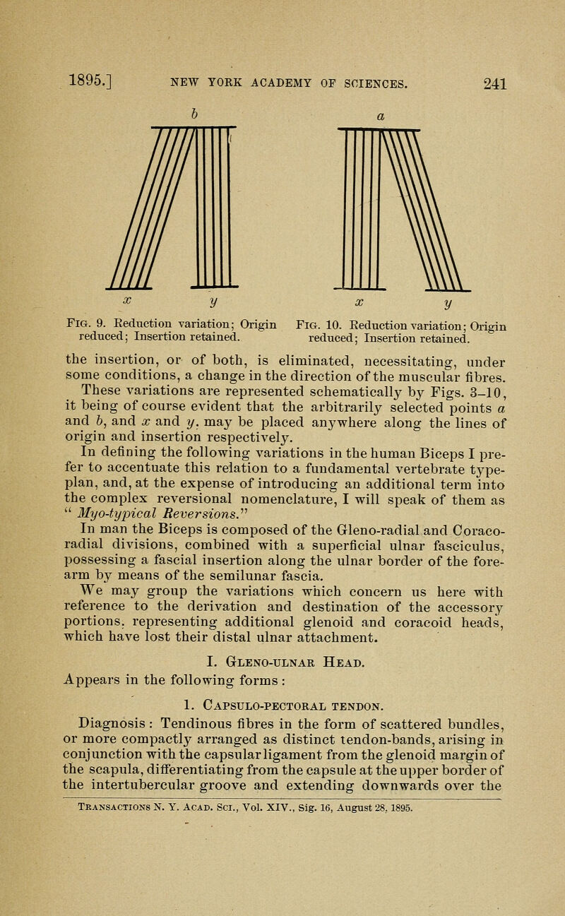 h Fig. 9. Eeduction variation; Origin reduced.; Insertion retained. Fig. 10. Eeduction variation; Origin reduced; Insertion reta,ined. the insertion, or of both, is eliminated, necessitating, under some conditions, a change in the direction of the muscular fibres. These variations are represented schematically by Figs. 3-10, it being of course evident that the arbitrarily selected points a and &, and x and y. may be placed anywhere along the lines of origin and insertion respectively. In defining the following variations in the human Biceps I pre- fer to accentuate this relation to a fundamental vertebrate type- plan, and, at the expense of introducing an additional term into the complex reversional nomenclature, I will speak of them as  Myo-typical Reversions.'''' In man the Biceps is composed of the Gleno-radial and Coraco- radial divisions, combined with a superficial ulnar fasciculus, possessing a fascial insertion along the ulnar border of the fore- arm by means of the semilunar fascia. We may group the variations which concern us here with reference to the derivation and destination of the accessory portions, representing additional glenoid and coracoid heads, which have lost their distal ulnar attachment. I. Gleno-ulnar Head. Appears in the following forms : 1. Capsulo-pectoeal tendon. Diagnosis : Tendinous fibres in the form of scattered bundles, or more compactly arranged as distinct tendon-bands, arising in conjunction with the capsular ligament from the glenoid margin of the scapula, differentiating from the capsule at the upper border of the intertubercular groove and extending downwards over the