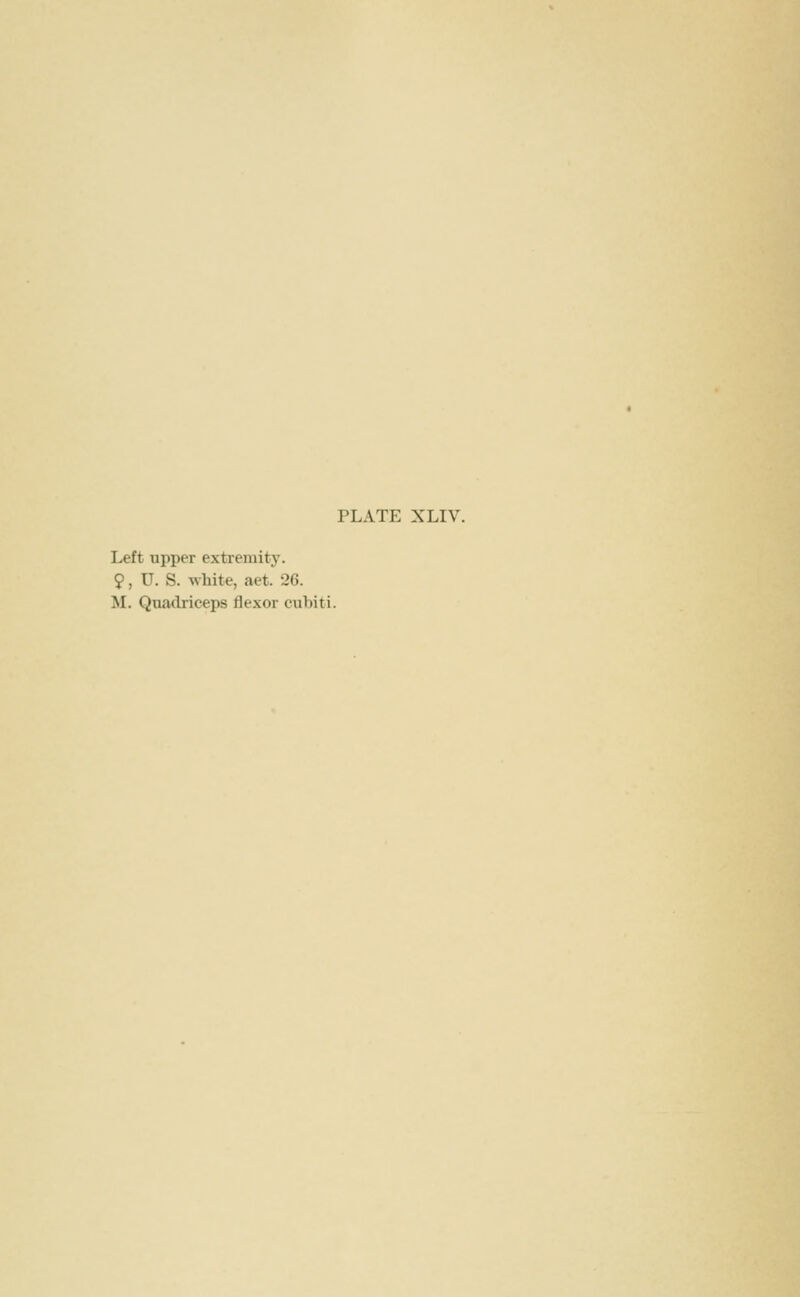 Left upper extremity. 9, U. S. white, aet. 26. M. Quatlriceps flexor cubiti.