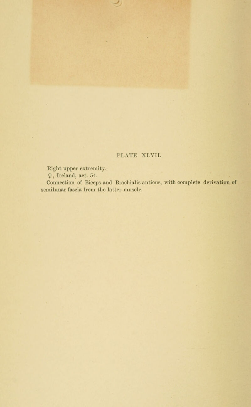 Right upper extremity. 9, Ireland, aet. 54. Connection of Biceps and Brachialis anticus, with complete derivation of semilunar fascia from the latter muscle.