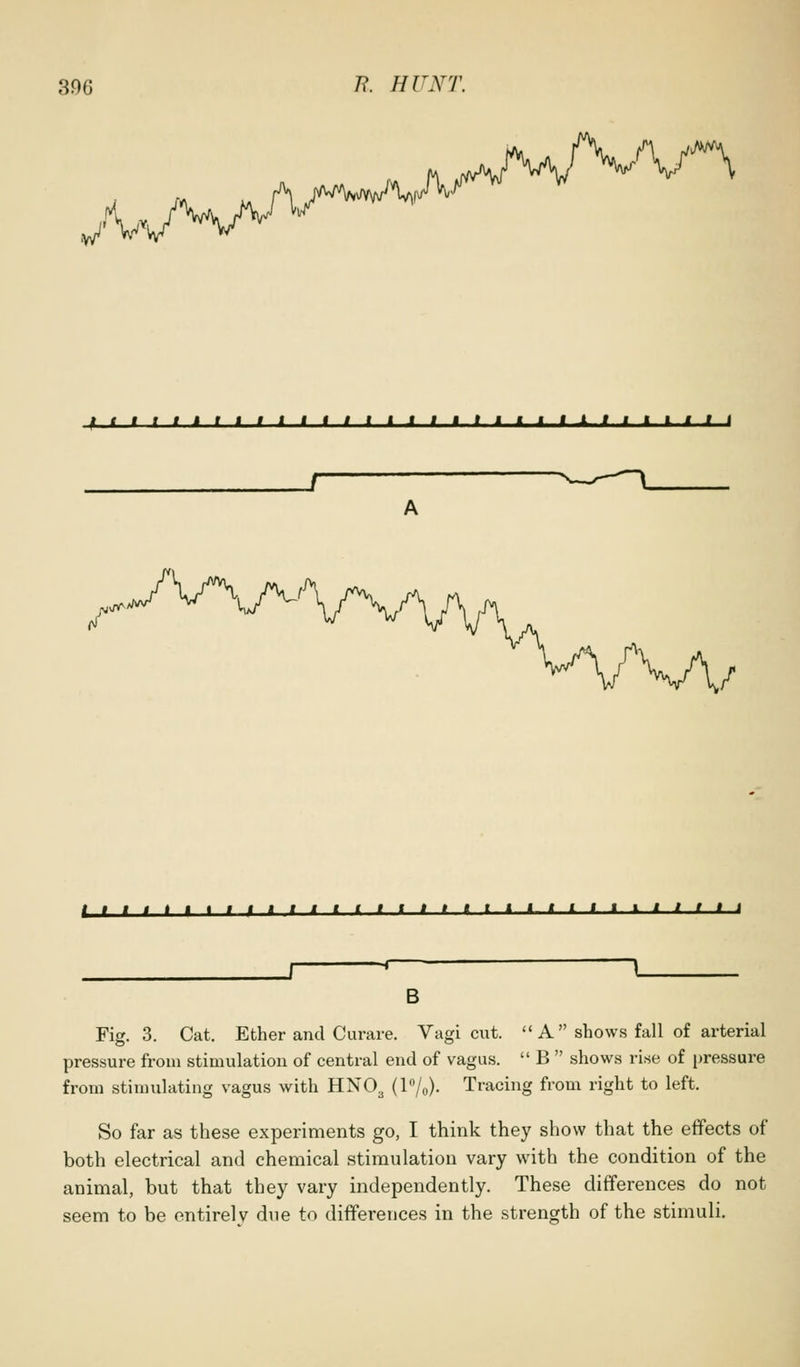 y^^/VvnAr-^ r\. t'^- 'v/^\ ftitltttllttltltlttllttLllllttl /' / I t I » t t t I I I I i t I I I I t I t t t t t I t I I I t I I J \ B Fig. 3. Cat. Ether and Curare. Vagi cut.  A  shows fall of arterial pressure from stimulation of central end of vagus.  B  shows rise of pressure from stimulating vagus with HNO^ (P/o)- Tracing from right to left. So far as these experiments go, I think they show that the effects of both electrical and chemical stimulation vary with the condition of the animal, but that they vary independently. These differences do not seem to be entirely due to differences in the strength of the stimuli.