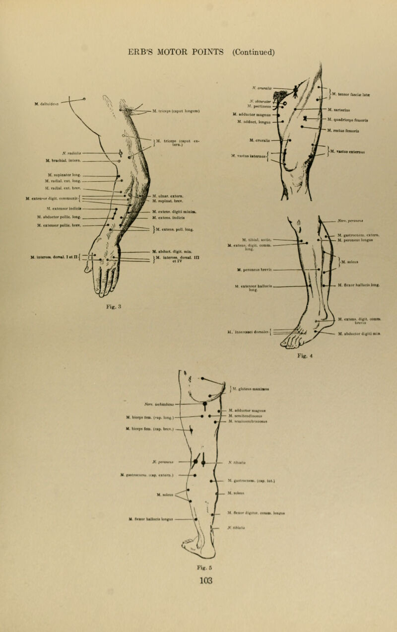 ERB'S MOTOR POINTS (Continued) Fig. 3 U kdtludor magnua M. .idduct. longu;, M 'vim l»ternui M. tensor facie lit* Fig. 4 M blcrp* tm <r»|v brvv M B>tor bAllitfn h,(.r.