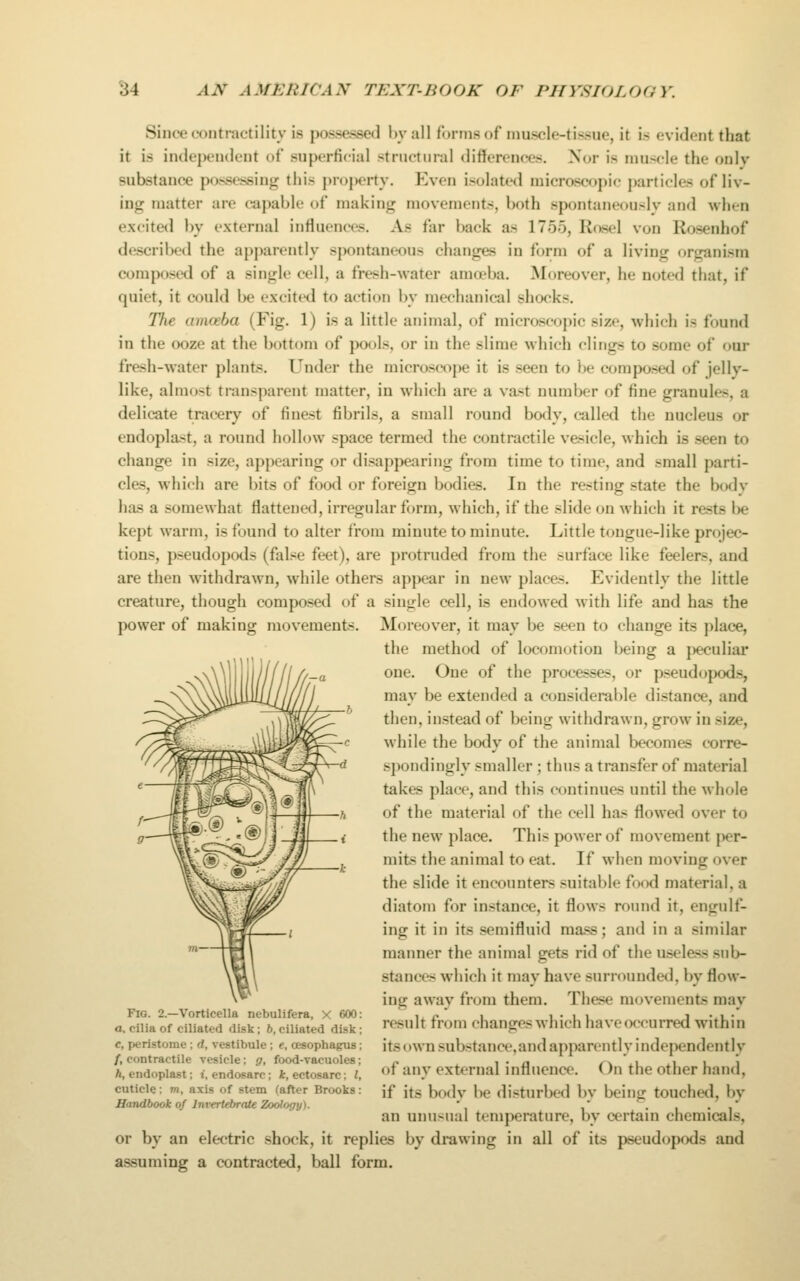 Since contractility is possessed hyall forms of muscle-tissue, it is evident that it is independent of superficial structural differences. Nor is muscle the only substance possessing this property. Even isolated microscopic particles of liv- ing matter are capable of making movements, both spontaneously and ^vhen excite<l by external influences. As far back as 1755, Kosel von Rosenhof described the apparently spontaneous changes in form of a living organism composed of a single cell, a fresh-water ama'ba. Moreover, he noted that, if quiet, it could be excited to action by mechanical shocks. The amoeba (Fig. 1) is a little animal, of microscopic size, which is found in the ooze at the bottom of pools, or in the slime 'which dings to some of our fresh-water plants. Under the microscope it is seen to be composed of jelly- like, almost transparent matter, in which are a vast number of fine granules, a delicate tracery of finest fibrils, a small round body, called the nucleus or endoplast, a round hollow space termed the contractile vesicle, which is seen to change in size, appearing or disappearing from time to time, and small parti- cles, which are bits of food or foreign bodies. In the resting state the body has a somewhat flattened, irregular form, which, if the slide on which it rests l^e kept warm, is found to alter from minute to minute. Little tongue-like projec- tions, pseudopods (false feet), are protruded from the surface like feelers, and are then withdrawn, while others appear in new places. Evidently the little creature, though composed of a single cell, is endowed with life and has the power of making movements. Moreover, it may be seen to change its place, the method of locomotion being a j)eculiar one. One of the processes, or pseudopods, may be extended a considerable distance, and then, instead of being withdrawn, grow in size, while the body of the animal becomes corre- spondingly smaller; thus a transfer of material takes place, and this continues until the whole of the material of the cell has flowed over to the new place. This power of movement }>er- mits the animal to eat. If when moving over the slide it encounters suitable food material, a diatom for instance, it flows round it, engulf- ing it in its semifluid mass; and in a similar manner the animal gets rid of the useless sub- stances which it may have surrounded, by flow- ing away from them. These movements may result from changes which haveocrurred within itsown substance,and apparently independently of any external influence. On the other hand, if its body be disturbed by being touched, by an unusual temperature, by certain chemicals, or by an electric shock, it replies by drawing in all of its pseudopods and assuming a contracted, ball form. Fig. 2.—Vorticella nebulifera, X 600: a, cilia of ciliated disk; 6, ciliated disk; c, peristome ; d, vestibule ; e, oesophagus; /, contractile vesicle; g, food-vacuoles; h, endoplast; r, endosarc; Jfc, ectosarc: I, cuticle: m, axis of stem (after Brooks: Handbook of Invertebrate Zoology).