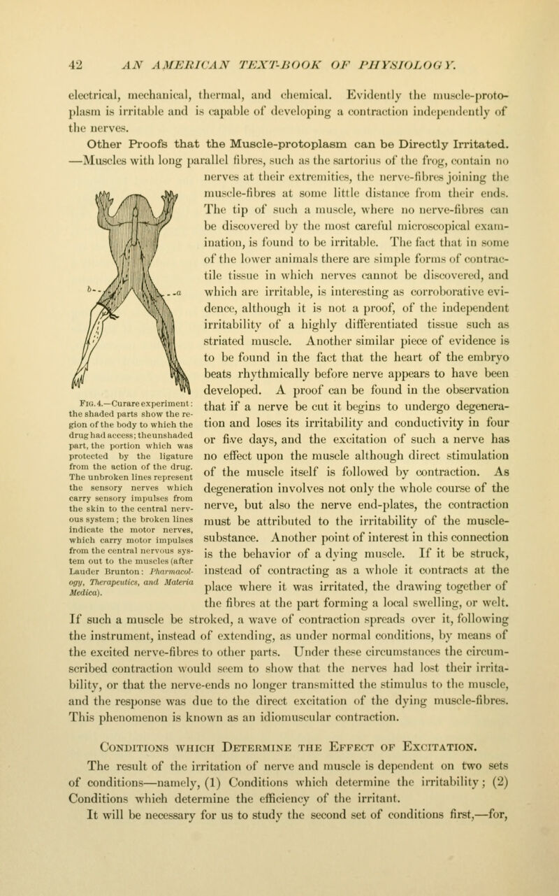 electrical, mechanical, thermal, and chemical. Evidently the muscle-proto- plasm is irritable and is caj)able of developing a contraction independently of the nerves. Other Proofs that the Muscle-protoplasm can be Directly Irritated. —Muscles with long [)arallel fibres, such as the sartorius of the fi'og, contain no nerves at tiieir extremities, the nerve-fibres joining the nuiscle-fibres at some little distance from their ends. The tip of such a muscle, where no nerve-fibres can be discovered by the most careful microscopical exam- ination, is found to be irritable. The fact that in some of the lower animals there are simple forms of contrac- tile tissue in which nerves cannot be discovered, and which are irritable, is interesting as corroborative evi- dence, although it is not a proof, of the independent irritability of a highly diffi?rentiated tissue such as striated muscle. Another similar piece of evidence is to be found in the fact that the heart of the embryo beats rhythmically before nerve appears to have been developed. A proof can be found in the observation that if a nerve be cut it begins to undergo degenera- tion and loses its irritability and conductivity in four or five days, and the excitation of such a nerve has no effect upon the muscle although direct stimulation of the muscle itself is followed by contraction. As degeneration involves not only the whole course of the nerve, but also the nerve end-plates, the contraction must be attributed to the irritability of the muscle- substance. Another point of interest in this connection is the behavior of a dying muscle. If it be struck, instead of contracting as a whole it contracts at the place where it was irritated, the drawing together of the fibres at the part forming a local swelling, or welt. If such a muscle be stroked, a wave of contraction spreads over it, following the instrument, instead of extending, as under normal conditions, by means of the excited nerve-fibres to other parts. Under these circumstances the circum- scribed contraction would seem to show that the nerves had lost their irrita- bility, or that the nerve-ends no longer transmitted the stimulus to the muscle, and the response was due to the direct excitation of the dying muscle-fibres. This phenomenon is known as an idiomuscular contraction. Fig. 4.—Curare experiment: the shaded parts show the re- gion of the body to which the drug had access; theunshaded part, the portion which was protected by the ligature from the action of the drug. The unbroken lines represent the sensory nerves which carry sensory impulses from the skin to the central nerv- ous system; the broken lines indicate the motor nerves, which carry motor impulses from the central nervous sys- tem out to the muscles (after Lauder Brunton: Pharmacol- ogy, Therapeutics, and Materia Medica). Conditions which Determine the Effect of Excitation. The result of the irritation of nerve and muscle is dependent on two sets of conditions—namely, (1) Conditions which determine the irritability; (2) Conditions which determine the efficiency of the irritant. It will be necessary for us to study the second set of conditions first,—for.