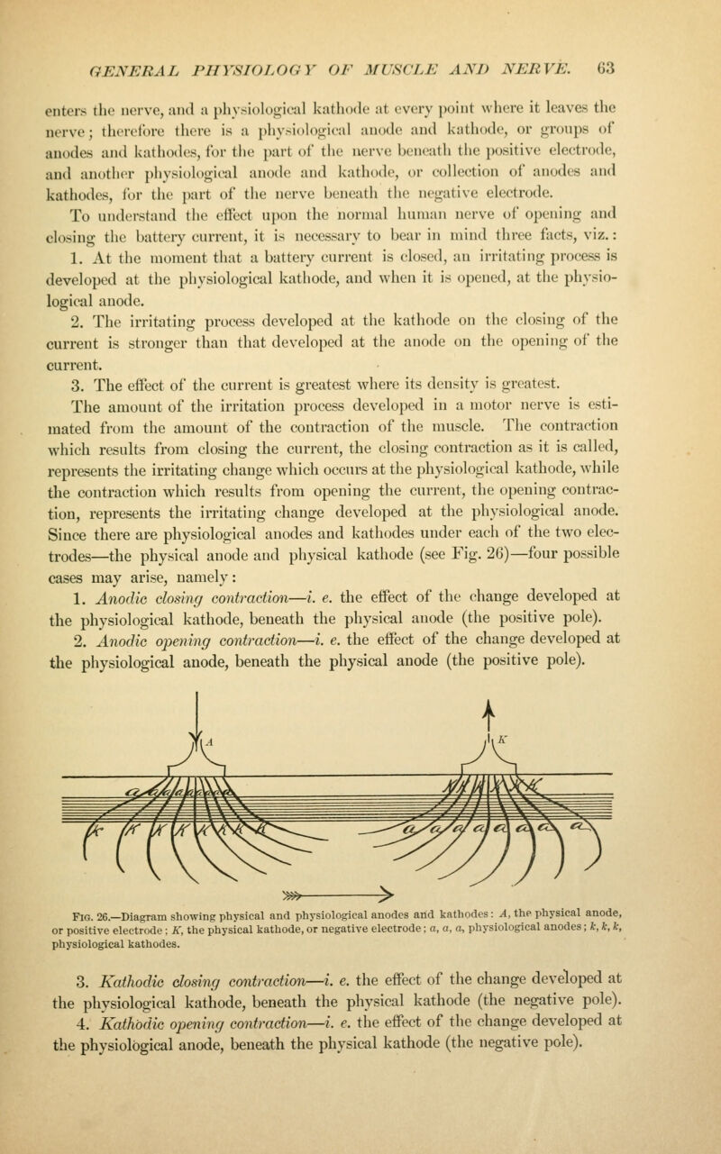 enters the nerve, and a physiological kathode at every point where it leaves the nerve; therefore there is a physiological anode and kathode, or groups of anodes and kathodes, for the part of the nerve beneath the positive electrode, and an()tli(>r physiological anode and kathode, or collection of anodes and kathodes, for the part of the nerve beneath the negative electrode. To understand the effect ui)on the normal human nerve of opening and closing the battery current, it is necessary to bear in mind three facts, viz.: 1. At the moment that a battery current is closed, an irritating process is developed at the physiological kathode, and when it is opened, at the physio- logical anode. 2. The irritating process developed at the kathode on the closing of the current is stronger than that developed at the anode on the opening of the current. 3. The effect of the current is greatest where its density is greatest. The amount of the irritation process developed in a motor nerve is esti- mated from the amount of the contraction of the muscle. The contraction which results from closing the current, the closing contraction as it is called, represents the irritating change which occurs at the physiological kathode, while the contraction which results from opening the current, the opening contrac- tion, represents the irritating change developed at the physiological anode. Since there are physiological anodes and kathodes under each of the two elec- trodes—the physical anode and physical kathode (see Fig. 26)—four possible cases may arise, namely: 1. Anodic closing contraction—i. e. the effect of the change developed at the physiological kathode, beneath the physical anode (the positive pole). 2. Anodic ojjemng contraction—i e. the effect of the change developed at the physiological anode, beneath the physical anode (the positive pole). Fig. 26.—Diagram showing physical and physiological anodes and kathodes: ^, the physical anode, or positive electrode; A', the physical kathode, or negative electrode -,0,0,0, physiological anodes; k, k, k, physiological kathodes. 3. Kathodic dosing contraction—i. e. the effect of the change developed at the physiological kathode, beneath the physical kathode (the negative pole). 4. Kathodic opening contraction—i. e. the effect of the change developed at the physiological anode, beneath the physical kathode (the negative pole).