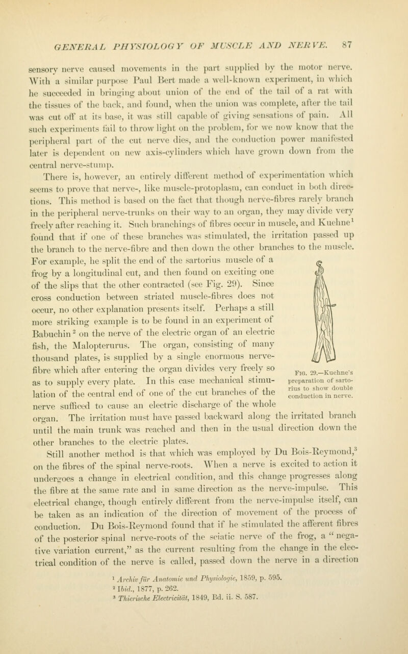 sensory nerve caused movements in the part ^uj)i)lietl by the niotcn- nerve, Whh a simihir j)urpose Paul Bert made a well-known experiment, in which he succeeded in bringing about union of the end of the tail of a rat witii the tissues of the back, and found, when the union was complete, after the tail was cut oif at its base, it was still capable of giving sensations of pain. Ail such experiments fail to throw light on the problem, for we now know that the ]KMipheral part of the cut nerve dies, and the conduction power manifested later is dependetit on new axis-cylinders which have grown down from the central nerve-stump. There is, however, an entirely different method of experimentation which seems to prove that nerve-, like muscle-protoplasm, can conduct in both direc- tions. This method is based on the fact that though nerve-fibres rarely branch in the peripheral nerve-trunks on their way to an organ, they may divide very freely after reaching it. Such branchings of fibres occur in muscle, and Kuehne^ found that if one of these branches was stimulated, the irritation passed up the branch to the nerve-fibre and then down the other branches to tlic muscle. For example, he split the end of the sartorius muscle of a frog by a longitudinal cut, and then found on exciting one of the slips that the other contracted (see Fig. 29). Since cross conduction between striated muscle-fibres does not occur, no other explanation presents itself. Perhaps a still more striking example is to be found in an experiment of Babuchin ^ on the nerve of the electric organ of an electric fish, the Malopterurus. The organ, consisting of many thousand plates, is supplied by a single enormous nerve- fibre which after entering the organ divides very freely so ^^^ 29.-Kuehnes as to supply every plate. In this case mechanical stirau- preparation of sarto- lation of the central end of one of the cut branches of the conduct ion Ln?rye^ nerve sufficed to cause an electric discharge of the whole organ. The irritation must have passed backward along the irritated branch until the main trunk w^as reached and then in the usual direction down the other branches to the electric plates. Still another method is that which was employed by Du Bois-Reymond,^ on the fibres of the spinal nerve-roots. When a nerve is excited to action it underiroes a change in electrical condition, and this change progresses along the fibre at the same rate and in same direction as the nerve-impulse. This electrical change, though entirely different from the nerve-impulse itself, can be taken as an indication of the direction of movement of the process of conduction. Du Bois-Reymond found that if he stimulated the afferent fibres of the posterior spinal nerve-roots of the sciatic nerve of the frog, a  nega- tive variation current, as the current resulting from the change in the elec- trical condition of the nerve is called, passed down the nerve in a direction 1 Archivfilr Anatomie und Physiologie, 1859, p. 595. 2 Ibkl, 1877, p. 262. » Thierische Electriciidt, 1849, Bd. ii. S. 587.