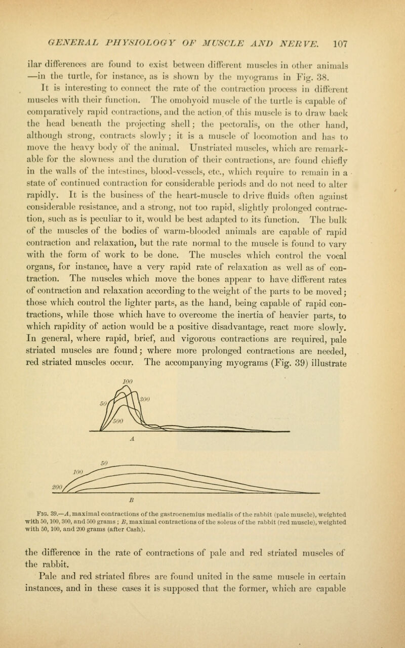 ilar differences are found to exi.st between different muscles in other aninuds —in tlio turtle, for instance, as is shown by tlic niyoj^ranis in Fig. 38. It is interesting; to eoiniect the rate of the contraction ])rocess in different muscles with their function. The omohyoid muscle of the turtle is capable of comparatively rapid contractions, and the action of this muscle is to draw back the head beneath the i)rojecting shell; the pectoralis, on the other hand, although strong, contracts slowly; it is a muscle of locomotion and has to move the heavy body of the animal. Unstriated muscles, which are remark- able for the slowness and the duration of their contractions, are found chiefly in the walls of the intestines, blood-vessels, etc., which require to remain in a state of continued contraction for considerable periods and do not need to alter rapidly. It is the business of the heart-muscle to drive fluids often against considerable resistance, and a strong, not too rapid, slightly prolonged contrac- tion, such as is peculiar to it, would be best adapted to its function. The bulk of the muscles of ihQ bodies of warm-blooded animals are capable of rapid contraction and relaxation, but the rate normal to the muscle is found to vary with the form of work to be done. The muscles which control the vocal organs, for instance., have a very rapid rate of relaxation as well as of con- traction. The muscles which move the bones appear to have different rates of contraction and relaxation according to the weight of the parts to be moved; those which control the lighter parts, as the hand, being capable of rapid con- tractions, while those which have to overcome the inertia of heavier parts, to which rapidity of action would be a positive disadvantage, react more slowly. In general, where rapid, brief, and vigorous contractions are required, pale striated muscles are found; where more prolonged contractions are needed, red striated muscles occur. The accompanying myograms (Fig. 39) illustrate Fig. 39.—.4, maximal contractions of the gastrocnemius medialis of the rabbit (pale muscle), weighted ■with 50,100, 300, and 500 grams ; B, maximal contractions of the soleus of the rabbit (red muscle), weighted with 50,100, and 200 grams (after Cash). the difference in the rate of contractions of pale and red striated muscles of the rabbit. Pale and red striated fibres are found united in the same muscle in certain instances, and in these cases it is supposed that the former, which are capable