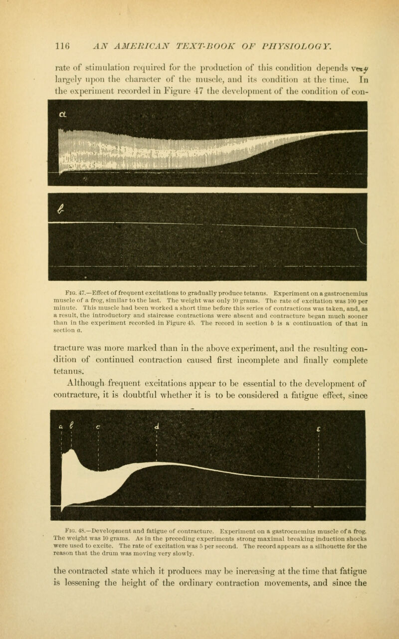 rate of stinuilatiou required for the production of tiiis condition depends \tx^ largely u])on tlie character of the muscle, and its condition at the time. In the experiment recorded in Figure 47 the deviloj^nent of the condition of con- FiG. 47.—Effect of frequent excitations to gradually produce tetanus. Experiment on a gastrocnemius muscle of a frog, similar to the last. The weight was only in grams. The rate of excitation was 100 per minute. Tliis muscle had been worked a short time before this series of contractions was taken, and, as a result, the introductory and staircase contractions were absent and contracture began much sooner than in the experiment recorded in Figure 45. The record in section 6 is a continuation of that in section a. tracture was more marked than in the above experiment, and the resulting con- dition of continued contraction caused first incomplete and finally complete tetanus. Although frequent excitations appear to be essential to the development of contracture, it is doubtful whether it is to be considered a fatigue effect, since Fig. 48.—Development and fatigue of contracture. Exi>eriment on a gastrocnemius muscle of a frog. The weight was 10 grams. As in the preceding experiments strong maximal breaking induction shocks were used to excite. The rate of excitation was 5 per second. The record appears as a silhouette for the reason that the drum was moving very slowly. the contracted state which it produces may be increasing at the time that fatigue is lessening the height of the ordinary contraction movements, and since the