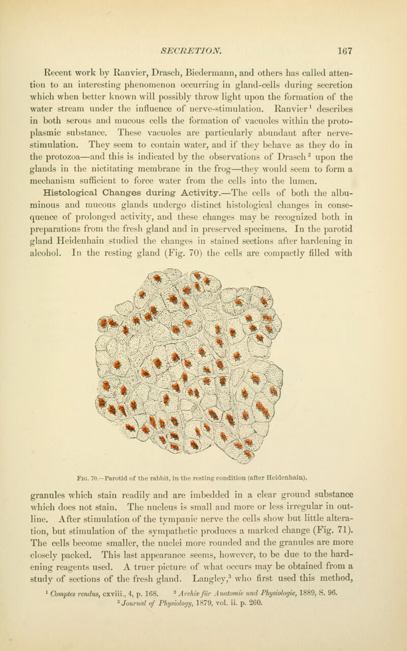 Recent work by Runvicr, Drasch, Biedenniinn, and others lias called atten- tion to an interesting phenomenon occurring in gland-cells during secretion which when better known will possibly throw light upon the formation of the water stream under the influence of nerve-stimulation. Ranvier^ describes in both serous and mucous cells the formation of vacuoles within the proto- plasmic substance. These vacuoles are particularly abundant after nerve- stimulation. They seem to contain water, and if they behave as they do in the protozoa—and this is indicated by the observations of Drasch ^ upon the glands in the nictitating membrane in the frog—they would seem to form a mechanism sufficient to force water from the cells into the lumen. Histological Changes during Activity.—The cells of both the albu- minous and mucous glands undergo distinct histological changes in conse- quence of prolonged activity, and these changes may be recognized both in preparations from the fresh gland and in preserved specimens. In the parotid gland Heidenhain studied the changes in stained sections after hardening in alcohol. In the resting gland (Fig. 70) the cells are compactly filled with Fig. 70.—Parotid of the rabbit, in the resting condition (after Heidenhain), granules which stain readily and are imbedded in a clear ground substance which does not stain. The nucleus is small and more or less irregular in out- line. After stimulation of the tympanic nerve the cells show but little altera- tion, but stimulation of the sympathetic produces a marked change (Fig. 71). The cells become smaller, the nuclei more rounded and the granules are more closely packed. This last appearance seems, however, to be due to the hard- ening reagents used. A truer picture of what occurs may be obtained from a study of sections of the fresh gland. Langley,^ who first used this method, ^ Ccmiptes rendus, cxviii., 4, p. 168. ^ Archivfiir Anatomie und Physiologie, 1889, S. 96. ^Journal of Physiology, 1879, vol. ii. p. 260.