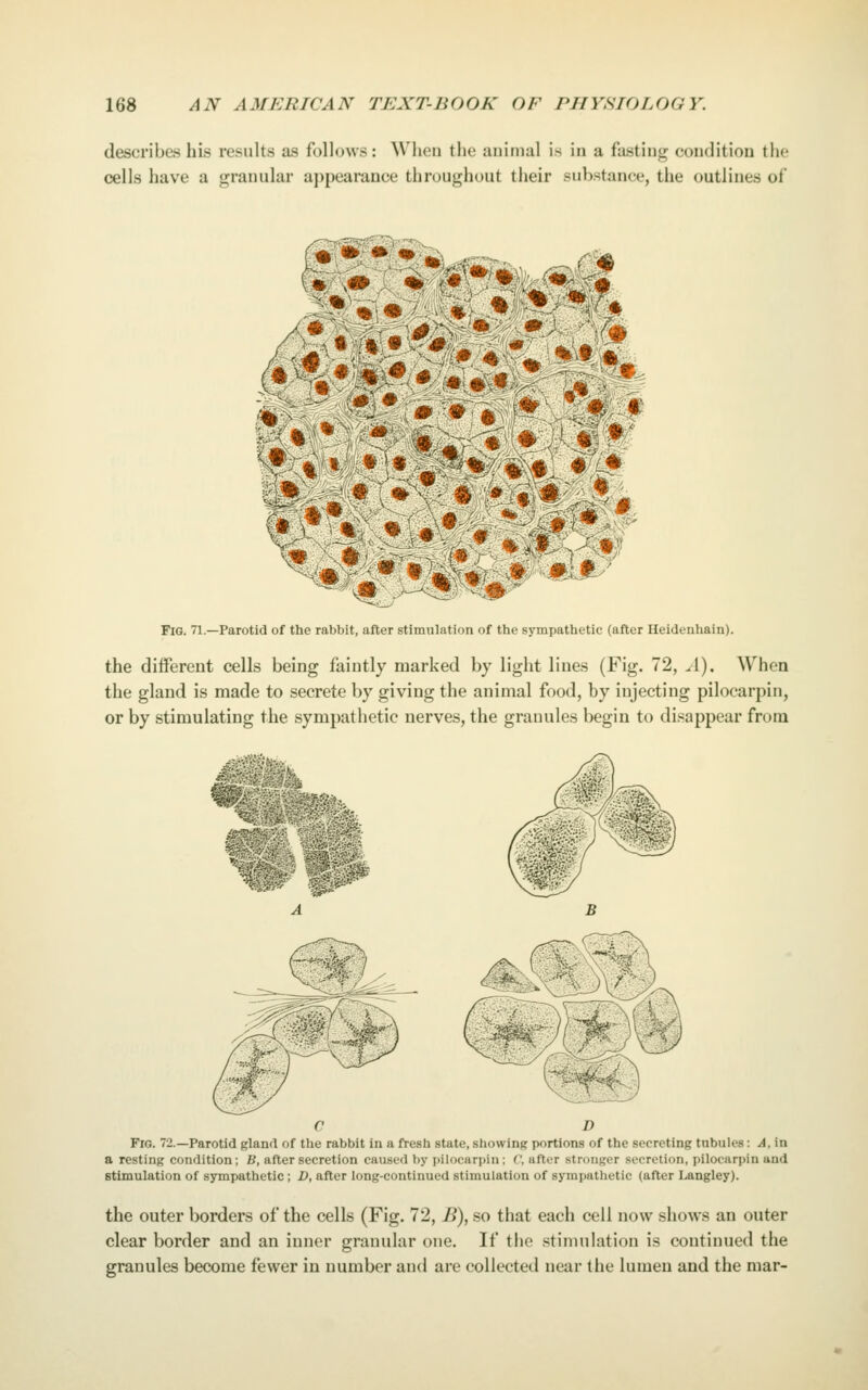 describes his results as follows: When the animal is in a fasting condition the cells have a granular appearance throughout their substance, the outlines of Fig. 71.—Parotid of the rabbit, after stimulation of the sympathetic (after Heidenhain). the different cells being faintly marked by light lines (Fig. 72, ^1). When the gland is made to secrete by giving the animal food, by injecting pilocarpin, or by stimulating the sympathetic nerves, the granules begin to disappear from ■^#^ ^^^0^ C D Fig. 72.—Parotid gland of the rabbit in a fresh state, showing portions of the secreting tubules: .i4, in a resting condition; B, after secretion caused by pilocarpin; C, after stronger secretion, pilocarpin and stimulation of sympathetic ; D, after long-continued stimulation of sympatlietic (after Langley). the outer borders of the cells (Fig, 72, B), so that each cell now shows an outer clear border and an inner granular one. If the .stimulation is continued the granules become fewer in number and are collected near the lumen and the mar-