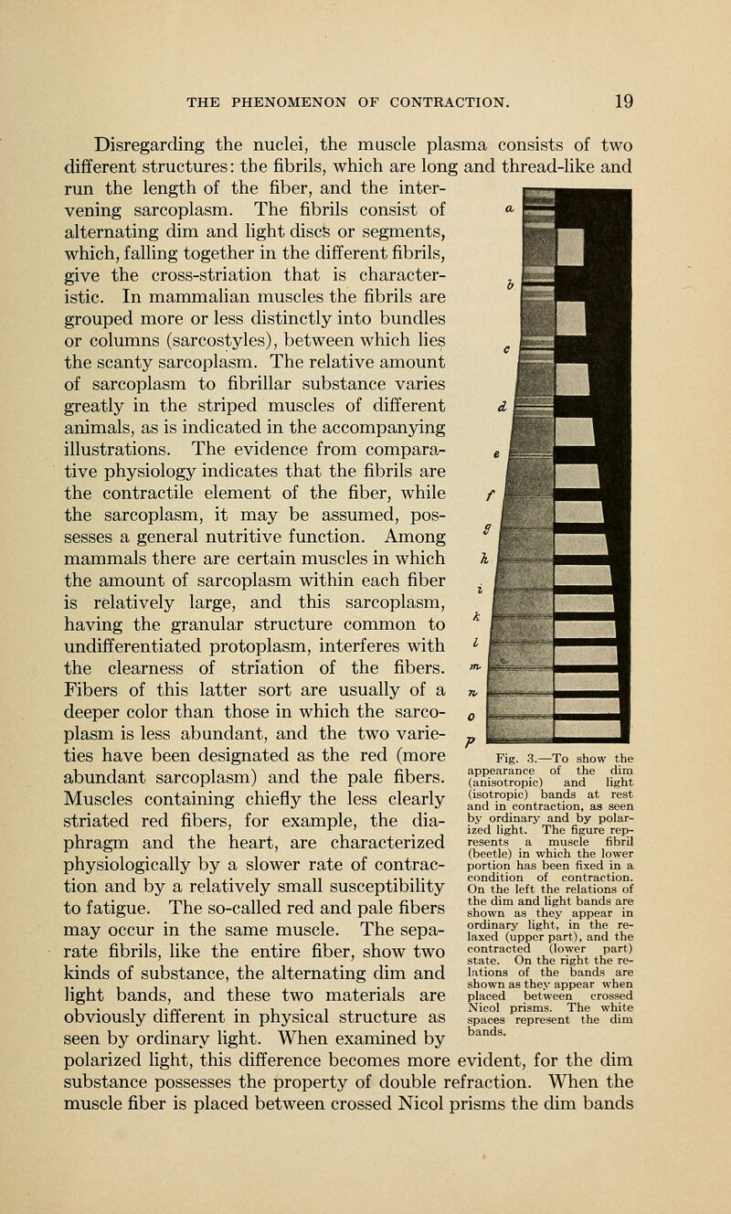 Disregarding the nuclei, the muscle plasma consists of two different structures: the fibrils, which are long and thread-like and run the length of the fiber, and the inter- vening sarcoplasm. The fibrils consist of alternating dim and light discs or segments, which, falling together in the different fibrils, give the cross-striation that is character- istic. In mammalian muscles the fibrils are grouped more or less distinctly into bundles or columns (sarcostyles), between which lies the scanty sarcoplasm. The relative amount of sarcoplasm to fibrillar substance varies greatly in the striped muscles of different animals, as is indicated in the accompanying illustrations. The evidence from compara- tive physiology indicates that the fibrils are the contractile element of the fiber, while the sarcoplasm, it may be assumed, pos- sesses a general nutritive function. Among mammals there are certain muscles in which the amount of sarcoplasm within each fiber is relatively large, and this sarcoplasm, having the granular structure common to undifferentiated protoplasm, interferes with the clearness of striation of the fibers. Fibers of this latter sort are usually of a deeper color than those in which the sarco- plasm is less abundant, and the two varie- ties have been designated as the red (more abundant sarcoplasm) and the pale fibers. Muscles containing chiefly the less clearly striated red fibers, for example, the dia- phragm and the heart, are characterized physiologically by a slower rate of contrac- tion and by a relatively small susceptibility to fatigue. The so-called red and pale fibers may occur in the same muscle. The sepa- rate fibrils, like the entire fiber, show two kinds of substance, the alternating dim and light bands, and these two materials are obviously different in physical structure as seen by ordinary light. When examined by polarized light, this difference becomes more evident, for the dim substance possesses the property of double refraction. When the muscle fiber is placed between crossed Nicol prisms the dim bands Fig. 3.—To show the appearance of the dim (anisotropic) and light (isotropic) bands at rest and in contraction, as seen by ordinary and by polar- ized light. The figure rep- resents a muscle fibril (beetle) in which the lower portion has been fixed in a condition of contraction. On the left the relations of the dim and light bands are shown as they appear in ordinary light, in the re- laxed (upper part), and the contracted (lower part) state. On the right the re- lations of the bands are shown as they appear when placed between crossed Nicol prisms. The white spaces represent the dim bands.
