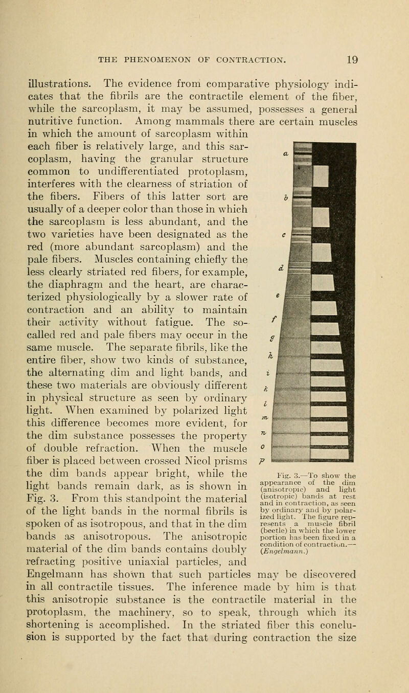 illustrations. The evidence from comparative physiology indi- cates that the fibrils are the contractile element of the fiber, while the sarcoplasm, it may be assumed, possesses a general nutritive function. Among mammals there are certain muscles in which the amount of sarcoplasm within each fiber is relatively large, and this sar- coplasm, having the granular structure common to undifferentiated protoplasm, interferes with the clearness of striation of the fibers. Fibers of this latter sort are usually of a deeper color than those in which the sarcoplasm is less abundant, and the two varieties have been designated as the red (more abundant sarcoplasm) and the pale fibers. Muscles containing chiefly the less clearly striated red fibers, for example, the diaphragm and the heart, are charac- terized physiologically by a slower rate of contraction and an ability to maintain their activity without fatigue. The so- called red and pale fibers may occur in the same muscle. The separate fibrils, like the entire fiber, show two kinds of substance, the alternating dim and light bands, and these two materials are obviously different in physical structure as seen by ordinary light. When examined by polarized light this difference becomes more evident, for the dim substance possesses the property of double refraction. When the muscle fiber is placed between crossed Nicol prisms the dim bands appear bright, while the light bands remain dark, as is shown in Fig. 3. From this standpoint the material of the light bands in the normal fibrils is spoken of as isotropous, and that in the dim bands as anisotropous. The anisotropic material of the dim bands contains doubly refracting positive uniaxial particles, and Engelmann has shown that such particles may be discovered in all contractile tissues. The inference made by him is that this anisotropic substance is the contractile material in the protoplasm, the machinery, so to speak, through which its shortening is accomplished. In the striated fiber this conclu- sion is supported by the fact that during contraction the size Fig. 3.—To show the appearance of the dim (anisotropic) and light (isotropic) bands at rest and in contraction, as seen by ordinary and by polar- ized light. The figure rep- resents a muscle fibril (beetle) in which the lower portion has been fixed in a condition of contraction.— {Engelmann.)