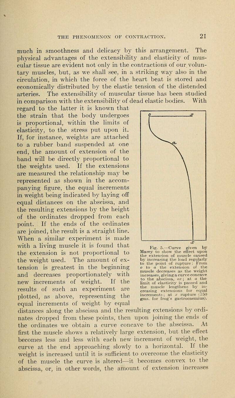 much in smoothness and delicacy by this arrangement. The physical advantages of the extensibility and elasticity of mus- cular tissue are evident not only in the contractions of our volun- tary muscles, but, as we shall see, in a striking way also in the circulation, in which the force of the heart beat is stored and economically distributed by the elastic tension of the distended arteries. The extensibility of muscular tissue has been studied in comparison with the extensibility of dead elastic bodies. With regard to the latter it is known that the strain that the body undergoes is proportional, within the limits of elasticity, to the stress put upon it. If, for instance, weights are attached to a rubber band suspended at one end, the amount of extension of the band will be directly proportional to the weights used. If the extensions are measured the relationship may be represented as shown in the accom- panying figure, the equal increments in weight being indicated by laying off equal distances on the abscissa, and the resulting extensions by the height of the orclinates dropped from each point. If the ends of the orclinates are joined, the result is a straight line. When a similar experiment is made with a living muscle it is found that the extension is not proportional to the weight used. The amount of ex- tension is greatest in the beginning and decreases proportionately with new increments of weight. If the results of such an experiment are plotted, as above, representing the equal increments of weight by equal distances along the abscissa and the resulting extensions by ordi- nates dropped from these points, then upon joining the ends of the orclinates we obtain a curve concave to the abscissa. At first the muscle shows a relatively large extension, but the effect becomes less and less with each new increment of weight, the curve at the end approaching slowly to a horizontal. If the weight is increased until it is sufficient to overcome the elasticity of the muscle the curve is altered—it becomes convex to the abscissa, or, in other words, the amount of extension increases Fig. 5.—Curve given by Marey to show the effect upon the extension of muscle caused by increasing the load regularly to the point of rupture: From o to a the extension of the muscle decreases as the weight increases, giving a curve concave to the abscissa, ox; at a the limit of elasticity is passed and the muscle lengthens by in- creasing extensions for equal increments; at x rupture (750 gms. for frog's gastrocnemius).