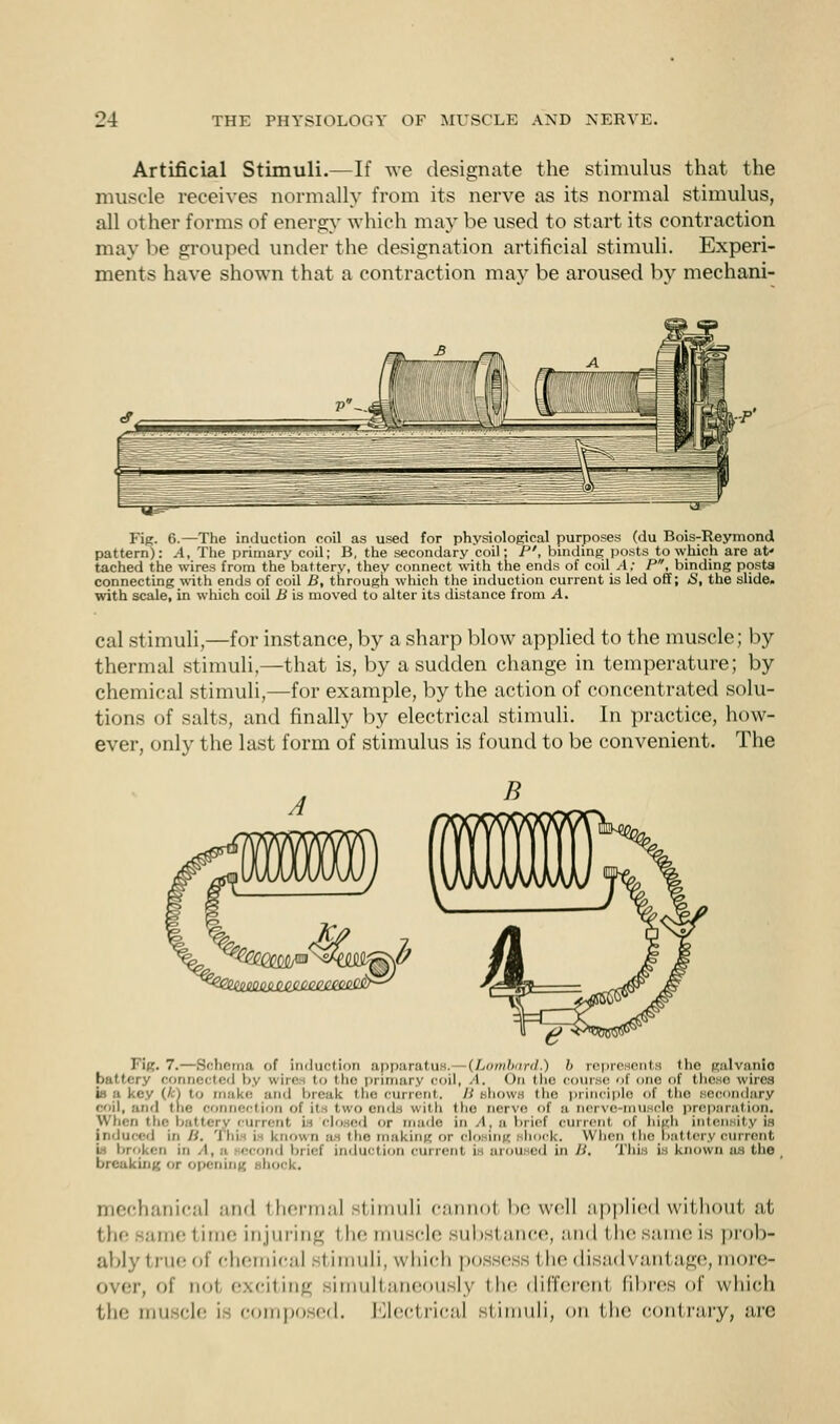 Artificial Stimuli.—If we designate the stimulus that the muscle receives normally from its nerve as its normal stimulus, all other forms of energy which may be used to start its contraction may be grouped under the designation artificial stimuli. Experi- ments have shown that a contraction may be aroused by mechani- Fig. 6.—The induction coil as used for physiological purposes (du Bois:Reymond pattern): A, The primary coil; B, the secondary coil; P', binding posts to which are at- tached the wires from the battery, they connect with the ends of cod A; P, binding posts connecting with ends of coil B, through which the induction current is led off; S, the slide, with scale, in which coil B is moved to alter its distance from A. cal stimuli,—for instance, by a sharp blow applied to the muscle; by thermal stimuli,—that is, by a sudden change in temperature; by chemical stimuli,—for example, by the action of concentrated solu- tions of salts, and finally by electrical stimuli. In practice, how- ever, only the last form of stimulus is found to be convenient. The Fig. 7.—Schema of induction apparatus, (Lombard.) b represents 'lie galvanic ' connected by wires to the primary coil, A. On the course of one of these wires is a key (A) to make and break the current, B shows the principle of the secondary coil, and the connection of its two ends with the nerve of a nerve-muscle preparation. When the battery current is closed or made in A, a brief current of high intensitj is induced in H. This is known as the making or cloBmg shock. When the battery current w broken in A, < econd brief induction current i arou ed in B, breaking or opening shock. This is known as the mechanical and thermal stimuli cannol be well applied without at t Ik- same t ime injuring I he muscle subsl ance, and I he same is prob- ably true of chemical stimuli, which possess the disadvantage, more- over, of iioi exciting simultaneously the differenl fibres of which the mu cle i composed. Electrical stimuli, on the contrary, are