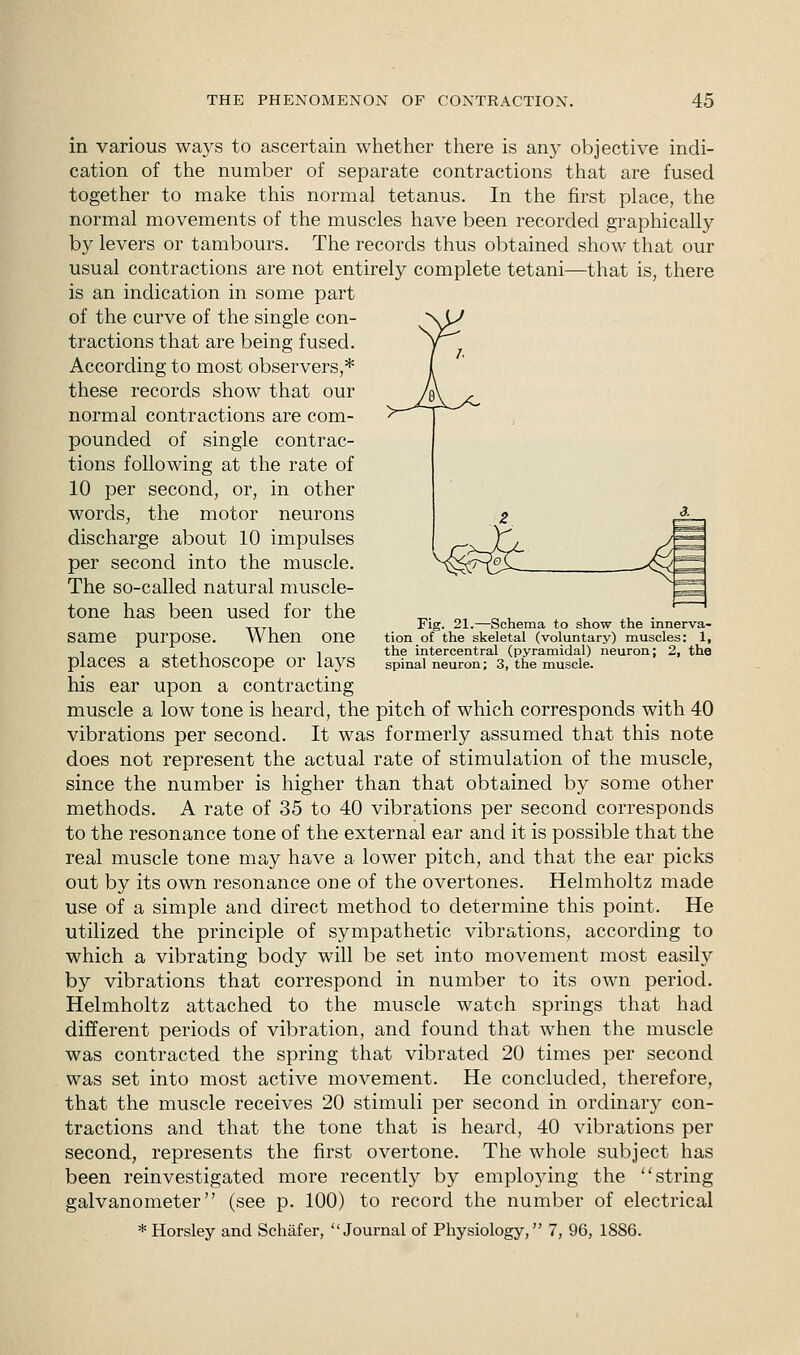 Fig. 21.—Schema to show the innerva- tion of the skeletal (voluntary) muscles: 1, the intercentral (pyramidal) neuron; 2, the spinal neuron; 3, the muscle. in various ways to ascertain whether there is any objective indi- cation of the number of separate contractions that are fused together to make this normal tetanus. In the first place, the normal movements of the muscles have been recorded graphically by levers or tambours. The records thus obtained show that our usual contractions are not entirely complete tetani—that is, there is an indication in some part of the curve of the single con- tractions that are being fused. According to most observers,* these records show that our normal contractions are com- pounded of single contrac- tions following at the rate of 10 per second, or, in other words, the motor neurons discharge about 10 impulses per second into the muscle. The so-called natural muscle- tone has been used for the same purpose. When one places a stethoscope or lays his ear upon a contracting muscle a low tone is heard, the pitch of which corresponds with 40 vibrations per second. It was formerly assumed that this note does not represent the actual rate of stimulation of the muscle, since the number is higher than that obtained by some other methods. A rate of 35 to 40 vibrations per second corresponds to the resonance tone of the external ear and it is possible that the real muscle tone may have a lower pitch, and that the ear picks out by its own resonance one of the overtones. Helmholtz made use of a simple and direct method to determine this point. He utilized the principle of sympathetic vibrations, according to which a vibrating body will be set into movement most easily by vibrations that correspond in number to its own period. Helmholtz attached to the muscle watch springs that had different periods of vibration, and found that when the muscle was contracted the spring that vibrated 20 times per second Was set into most active movement. He concluded, therefore, that the muscle receives 20 stimuli per second in ordinary con- tractions and that the tone that is heard, 40 vibrations per second, represents the first overtone. The whole subject has been reinvestigated more recently by employing the string galvanometer (see p. 100) to record the number of electrical *Horsley and Schafer, Journal of Physiology, 7, 96, 1886.