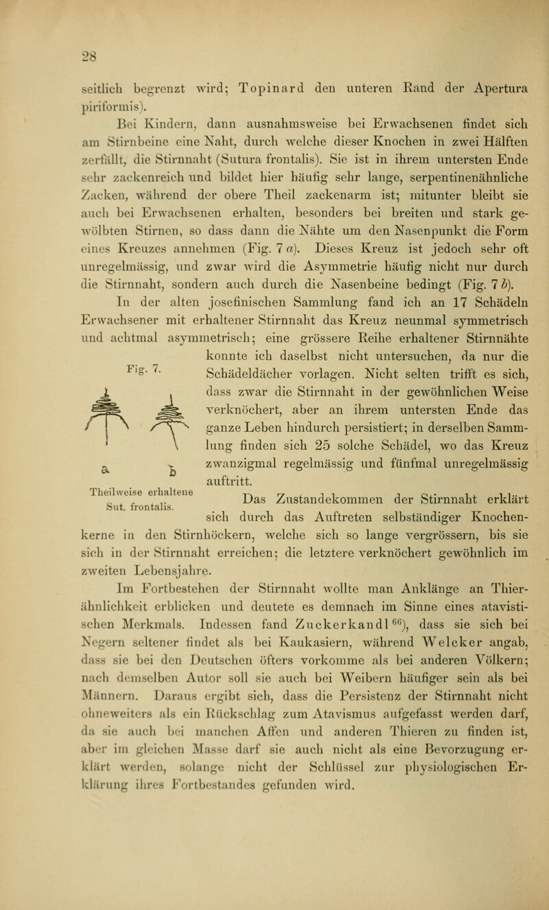 seitlich begrenzt wird; Topinard den unteren Rand der Apertura piritormis). Bei Kindern, dann ausnahmsweise bei Erwachsenen findet sich am Stirnbeine eine Naht, durch welche dieser Knochen in zwei Hälften zerfiillt, die Stirnnaht (Sutura frontalis). Sie ist in ihrem untersten Ende sehr zackenreich und bildet hier häufig sehr lange, serpentinenähnliche Zacken, während der obere Theil zackenarm ist; mitunter bleibt sie auch bei Erwachsenen erhalten, besonders bei breiten und. stark ge- wölbten Stirnen, so dass dann die Nähte um den Nasenpunkt die Form eines Kreuzes annehmen (Fig. 7 a). Dieses Kreuz ist jedoch sehr oft unregelmässig, und zwar wird die Asymmetrie häufig nicht nur durch die Stirnnaht, sondern auch durch die Nasenbeine bedingt (Fig. 7 b). In der alten josefinischen Sammlung fand ich an 17 Schädeln Erwachsener mit erhaltener Stirnnaht das Kreuz neunmal symmetrisch und achtmal asymmetrisch; eine grössere Reihe erhaltener Stirnnähte konnte ich daselbst nicht untersuchen, da nur die ° Schädeldächer vorlagen. Nicht selten trifft es sich, dass zwar die Stirnnaht in der gewöhnlichen Weise verknöchert, aber an ihrem untersten Ende das ganze Leben hindurch persistiert; in derselben Samm- lung finden sich 25 solche Schädel, wo das Kreuz _ > zwanzigmal regelmässig und fünfmal unregelmässig auftritt. Theilvveise erhaltene -p^ rr , i ^ ^ Oi- i^ ii.. ^^ „ ^ ,. Das Zustandekommen der Stirnnaht erklart Sut. frontalis. sich durch das Auftreten selbständiger Knochen- kerne in den Stirnhöckern, Avelche sich so lange vergrössern, bis sie sich in der Stirnnaht erreichen; die letztere verknöchert gewöhnlich im zweiten Lebensjahre. Im Fortbestehen der Stirnnaht wollte man Anklänge an Thier- ähnlichkcit erblicken und deutete es demnach im Sinne eines atavisti- schen Merkmals. Indessen fand Zuckerkandl'''^), dass sie sich bei Negern seltener findet als bei Kaukasiern, während Welcker angab, dass sie bei den Deutschen öfters vorkomme als bei anderen Völkern; nach demselben Autor soll sie auch bei Weibern häufiger sein als bei Männern. Daraus ergibt sich, dass die Persistenz der Stirnnaht nicht ohneweiters als ein Rückschlag zum Atavismus aufgefasst werden darf, da sie auch bei manchen Affen und anderen Thieren zu finden ist, aber im gleichen Masse darf sie auch nicht als eine Bevorzugung er- klärt werden, solange nicht der Schlüssel zur physiologischen Er- klärung ihres Fortbestandes gefunden wird.