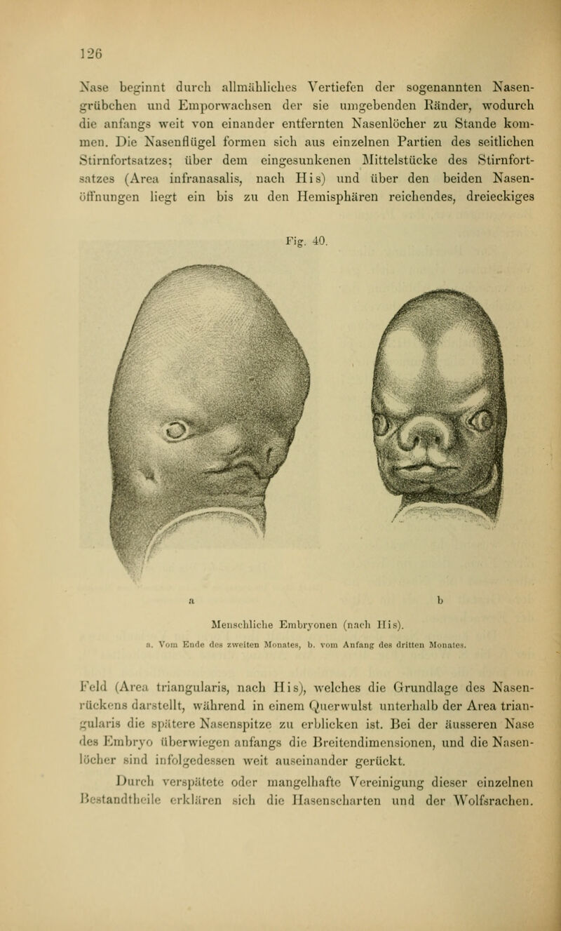 Nase beginnt durch allmüLliclies Vertiefen der sogenannten Nasen- grübchen und Emporwachsen der sie umgebenden Ränder, wodurch die anfangs weit von einander entfernten Nasenlöcher zu Stande kom- men. Die Nasenflügel formen sich aus einzelnen Partien des seitlichen Stirnfortsatzes; über dem eingesunkenen Mittelstücke des Stirnfort- satzes (Area infranasalis, nach His) und über den beiden Nasen- üti'nungen liegt ein bis zu den Hemisphären reichendes, dreieckiges Fig. 40. sy. ^_^SP*?^?^^ijJ Menschliche Embiyonen (nacli Ilis). a. Vom Ende des zweiten Monates, b. vom Anfang des dritten Blonatcs. Feld (Area triangularis, nach His), welches die Grundlage des Nasen- rückens darstellt, während in einem Querwulst unterhalb der Area trian- gularis die spätere Nasenspitze zu erblicken ist. Bei der äusseren Nase des Embryo überwiegen anfangs die Breitendimensionen, und die Nasen- lücher sind infolgedessen weit auseinander gerückt. JJurch verspätete oder mangelhafte Vereinigung dieser einzelnen Bestandtheile erklären sich die Hasenscharten und der AVolfsrachen.