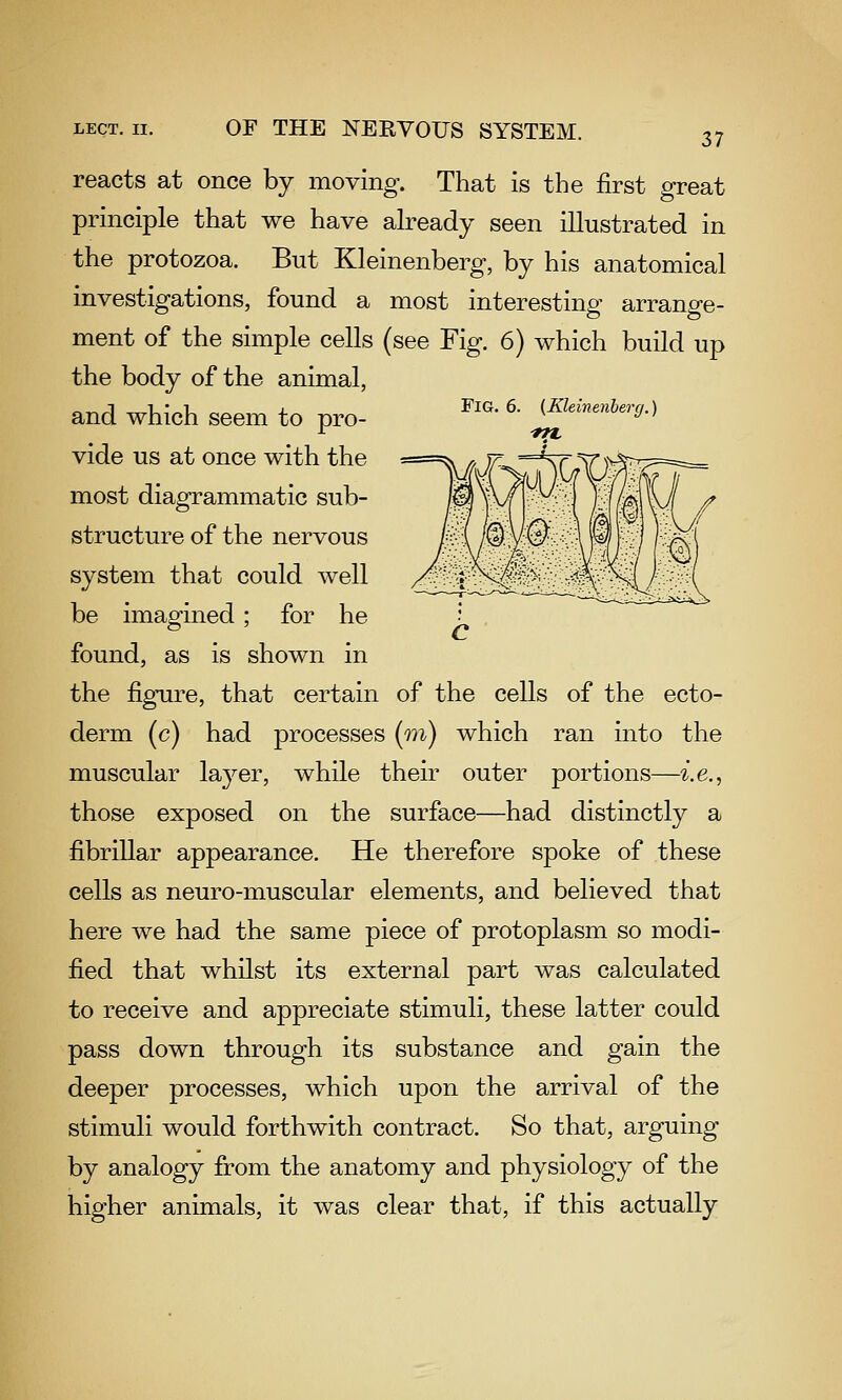 37 Fig. 6. {Kleinenherg.) reacts at once by moving. That is the first great principle that we have already seen illustrated in the protozoa. But Kleinenherg, by his anatomical investigations, found a most interesting arrange- ment of the simple cells (see Fig. 6) which build up the body of the animal, and which seem to pro- vide us at once with the most diagrammatic sub- structure of the nervous system that could well be imagined; for he found, as is shown in the figure, that certain of the cells of the ecto- derm (c) had processes (m) which ran into the muscular layer, while their outer portions—^.e., those exposed on the surface—had distinctly a fibrillar appearance. He therefore spoke of these cells as neuro-muscular elements, and believed that here we had the same piece of protoplasm so modi- fied that whilst its external part was calculated to receive and appreciate stimuli, these latter could pass down through its substance and gain the deeper processes, which upon the arrival of the stimuli would forthwith contract. So that, arguing by analogy from the anatomy and physiology of the higher animals, it was clear that, if this actually