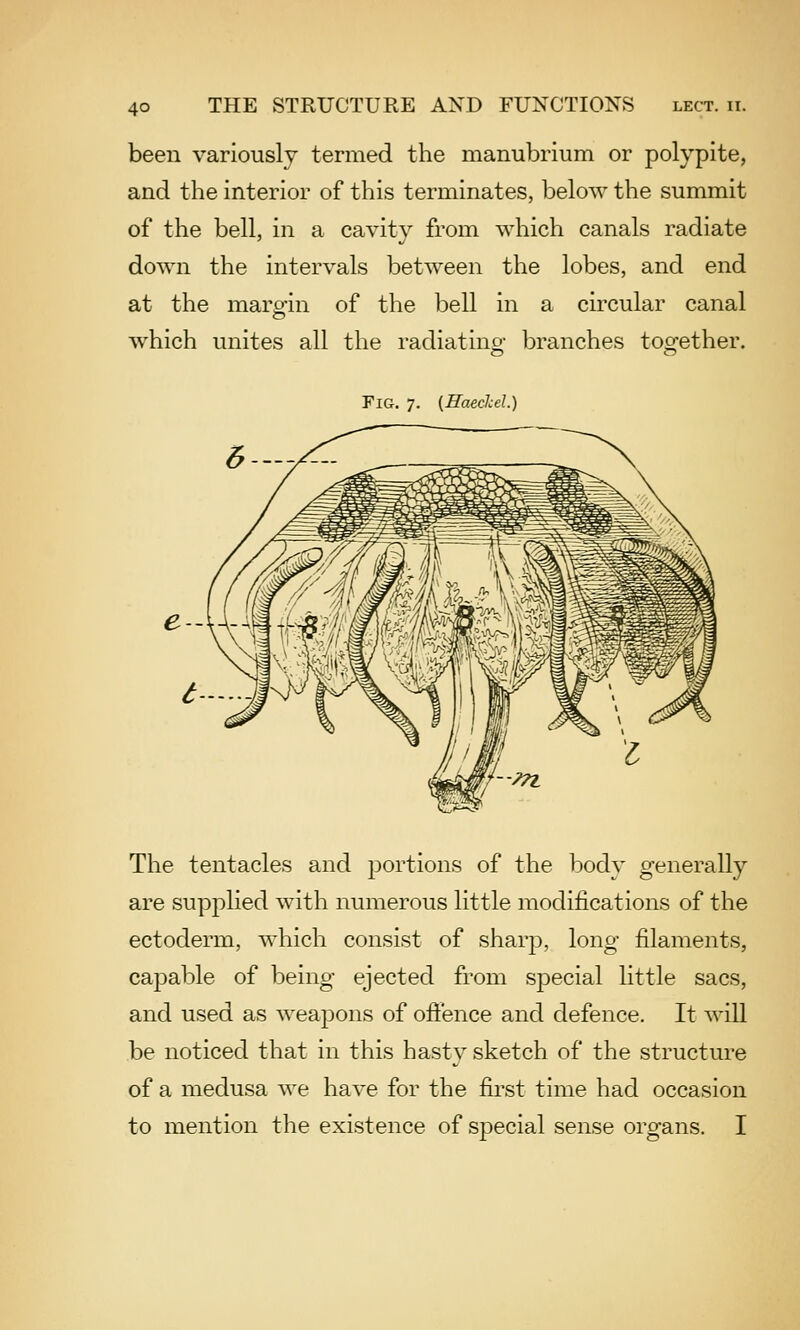 been variously termed the manubrium or polypite, and the interior of this terminates, below the summit of the bell, in a cavity from which canals radiate down the intervals between the lobes, and end at the maro-in of the bell in a circular canal which unites all the radiating branches together. Fig. 7. {Haechel.) The tentacles and portions of the body generally are supplied with numerous little modifications of the ectoderm, which consist of sharp, long filaments, capable of being ejected from special little sacs, and used as weapons of offence and defence. It will be noticed that in this hasty sketch of the structure of a medusa we have for the first time had occasion to mention the existence of special sense organs. I