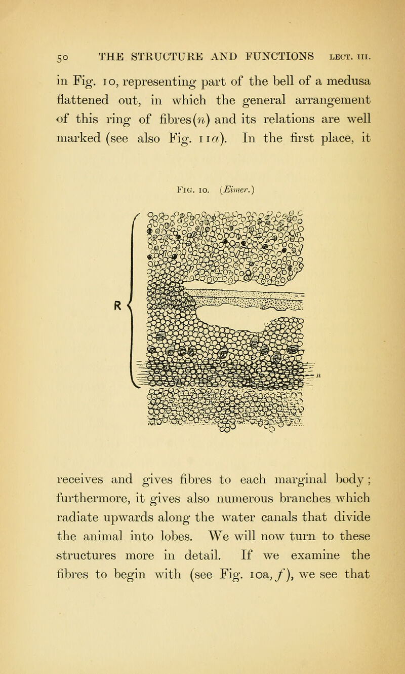 5° in Fig. lo, representing part of the bell of a medusa flattened out, in which the general arrangement of this ring of fibres (?i) and its relations are well marked (see also Fig. iia). In the first place, it Fig. io. \^Eiinei\) receives and gives fibres to each marginal body; furthermore, it gives also numerous branches which radiate upwards along the water canals that divide the animal into lobes. We will now turn to these .structures more in detail. If we examine the fibres to begin with (see Fig, loa,/'), we see that