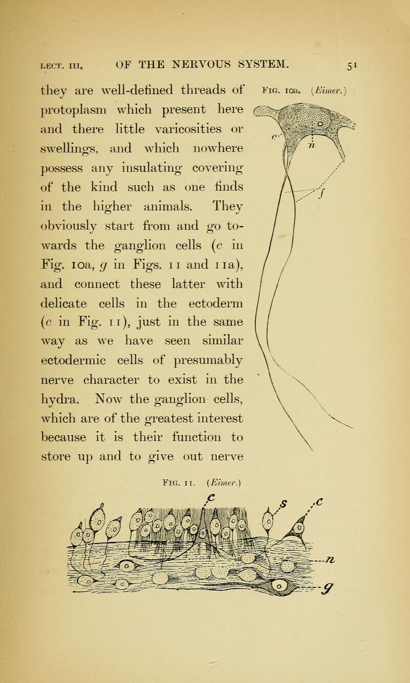 OF THE NERVOUS SYSTEM. they are well-defined threads of fig. loa, {Eimer.) protoplasm which present here rl^-~/^^T^~-^^-t. and there little varicosities or swellino-s, and which nowhere possess any insulating- covering of the kind such as one finds in the hio-her animals. They obviously start from and go to- wards the ganglion cells {c in Fig. loa, g in Figs. 11 and 11 a), and connect these latter with delicate cells in the ectoderm (c in Fig. 11), just in the same way as we have seen similar ectodermic cells of presumably nerve character to exist in the hydra. Now the ganglion cells, which are of the greatest interest because it is their function to store up and to give out nerve Fig. II. {Eimer.) C