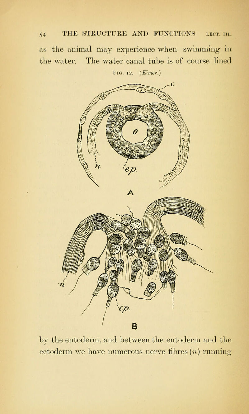 as the animal may experience when swimming in the water. The water-canal tube is of course lined Fk;. 12. (Elmer.) by the entoderm, and between the entoderm and the ectoderm Ave have numerous nerve fibres {n) running