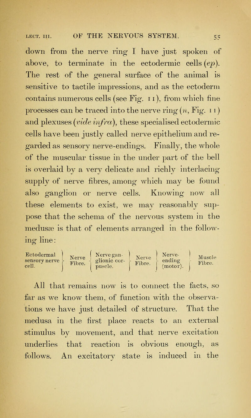 down from the nerve ring I have just spoken of above, to terminate in the ectodermic cells (ep). The rest of the general surface of the animal is sensitive to tactile impressions, and as the ectoderm contains numerous cells (see Fig. 11), from which fine processes can be traced into the nerve ring {n, Fig. 11) and plexuses {vide infra), these specialised ectodermic cells have been justly called nerve epithelium and re- garded as sensory nerve-endings. Finally, the whole of the muscular tissue in the under part of the bell is overlaid by a very delicate and richly interlacing supply of nerve fibres, among which may be found also ganglion or nerve cells. Knowing now all these elements to exist, we mav reasonably sup- pose that the schema of the nervous system in the medusae is that of elements arranged in the foliow- ino- line: o Ectodermal ] ( Nerve gan- ] | Nerve- ) j,^^^,^ sen,orv nerve , ^„„ ghoo.c cor- ,,„,^ endrng^ ,.;,,,. All that remains now is to connect the facts, so far as we know them, of function with the observa- tions we have just detailed of structure. That the medusa in the first place reacts to an external stimulus by movement, and that nerve excitation underlies that reaction is obvious enough, as follows. An excitatorv state is induced in the