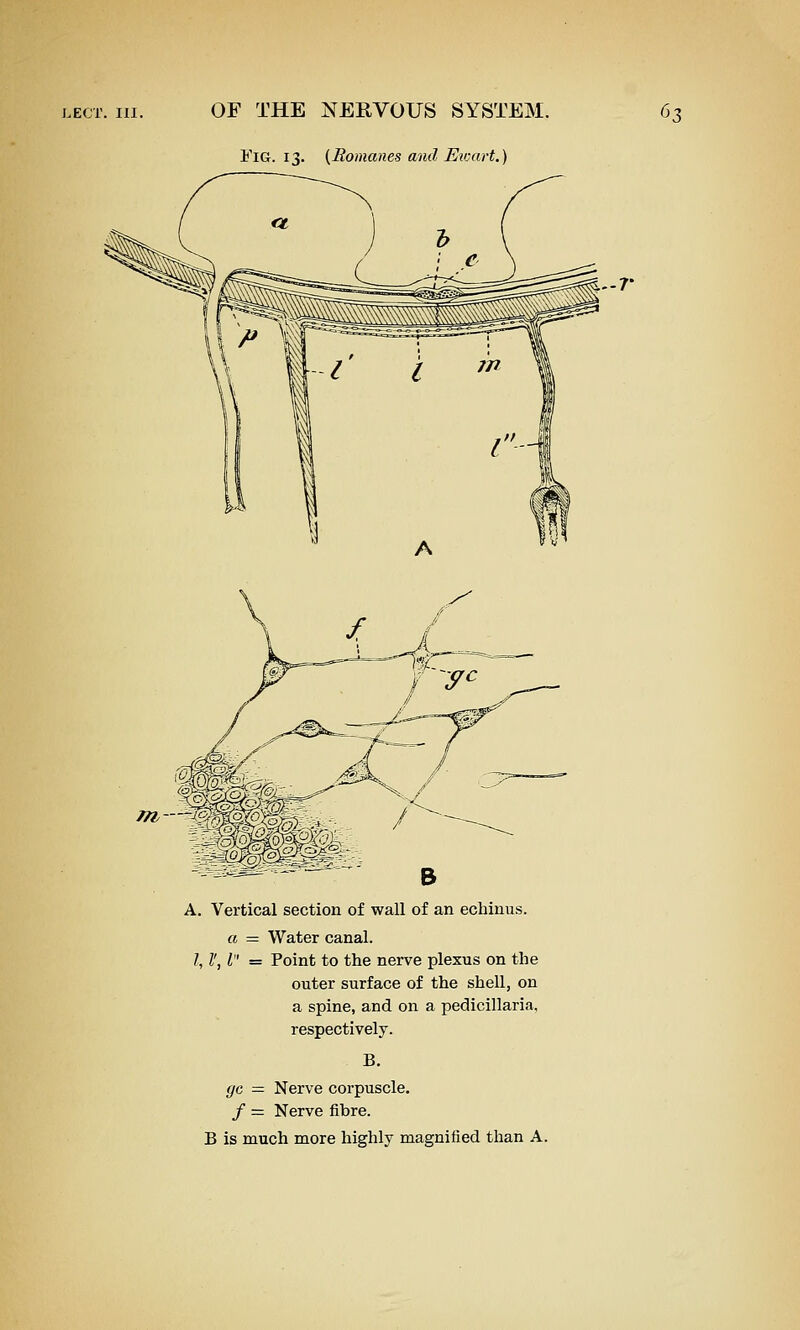 Fig. 13. [Romanes and Etoart.) A. Vertical section of wall of an echinu.s. a — Water canal. I, I', I =■ Point to the nerve plexus on the outer surface of the shell, on a spine, and on a pedicillaria, respectively. B, gc — Nerve corpuscle. / = Nerve fibre. B is much more highly magnified than A.