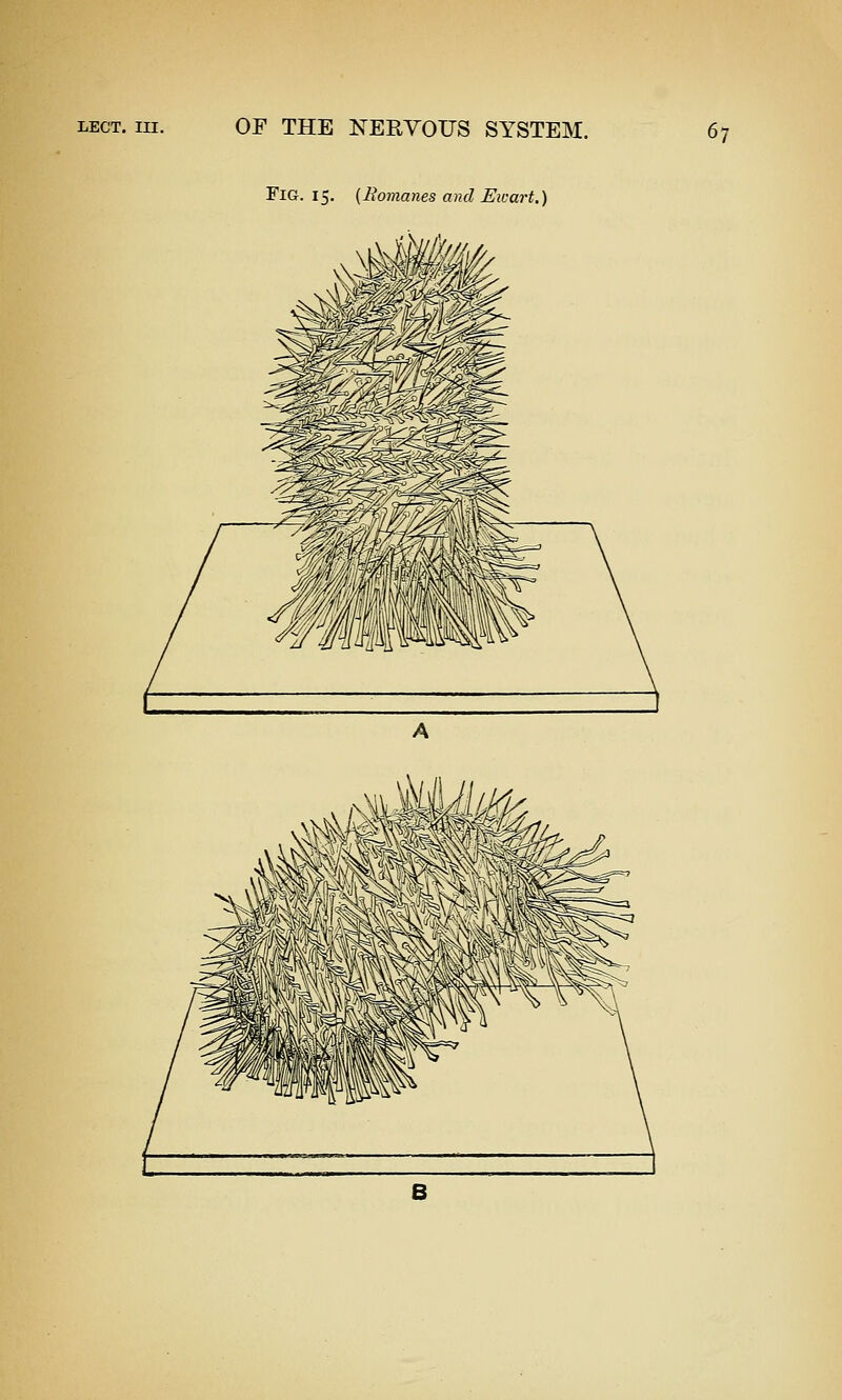 Fig. 15. (Bomanes and Uwart.)