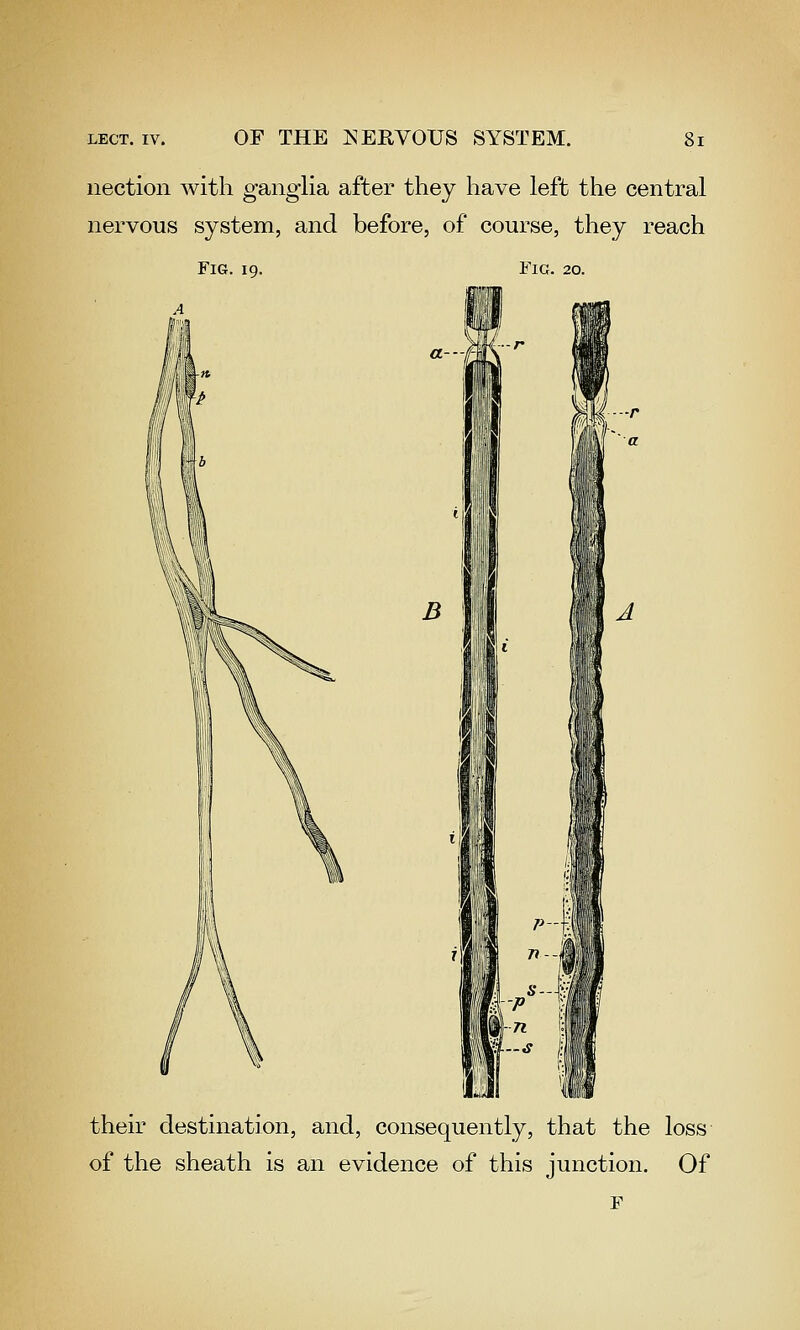 uection with ganglia after they have left the central nervous system, and before, of course, they reach Fig. 19. Fig. 20. their destination, and, consequently, that the loss of the sheath is an evidence of this junction. Of F