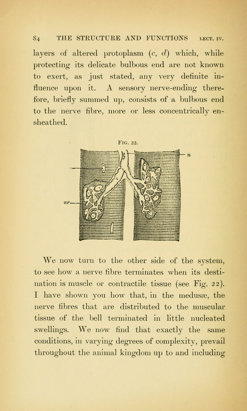 layers of altered protoplasm (c, (/) which, while protecting its delicate bulbous end are not known to exert, as just stated, any very definite in- fluence upon it. A sensory nerve-ending there- fore, briefly summed up, consists of a bulbous end to the nerve fibre, more or less concentrically en- sheathed. Fig.22. We now turn to the other side of the system, to see how a nerve fibre terminates when its desti- nation is muscle or contractile tissue (see Fig. 22). I have shown you how that, in the medusse, the nerve fibres that are distributed to the muscular tissue of the l3ell terminated in little nucleated swellings. We now find that exactly the same conditions, in varying degrees of complexity, prevail throughout the animal kingdom up to and including
