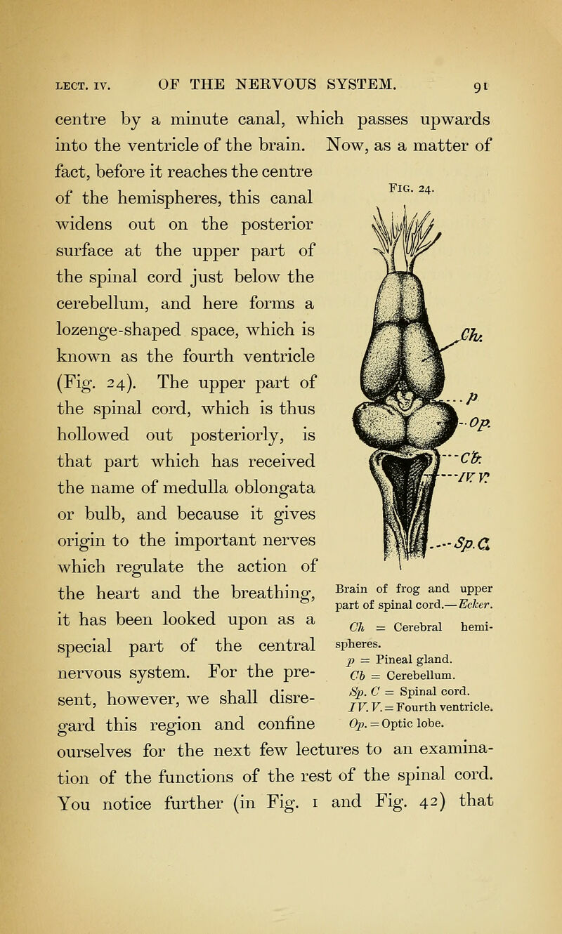 Fig. 24. centre by a minute canal, which passes upwards into the ventricle of the brain. Now, as a matter of fact, before it reaches the centre of the hemispheres, this canal widens out on the posterior surface at the upper part of the spinal cord just below the cerebellum, and here forms a lozenge-shaped space, which is known as the fourth ventricle (Fig. 24). The upper part of the spinal cord, which is thus hollowed out posteriorly, is that part which has received the name of medulla oblongata or bulb, and because it gives origin to the important nerves which regulate the action of the heart and the breathing, it has been looked upon as a special part of the central nervous system. For the pre- sent, however, we shall disre- gard this region and confine ourselves for the next few lectures to an examina- tion of the functions of the rest of the spinal cord. You notice further (in Fig. i and Fig. 42) that Brain of frog and upper part of spinal cord.— Ecker. Ch = Cerebral hemi- spheres. p = Pineal gland. Cb — Cerebellum. Sp. C = Spinal cord. IV. V. = Fourth ventricle. Ojj. = Optic lobe.