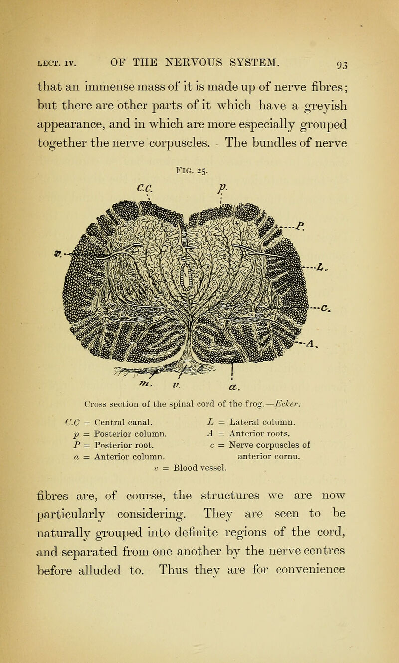 that an immense mass of it is made up of nerve fibres; but there are other parts of it which have a greyish appearance, and in which are more especially gTouped together the nerve corpuscles. The bundles of nerve Fig. 25. -Ci Cross section of the spinal cord of the frog.—Eclcer. CC = Central canal. p = Posterior column. P — Posterior root. a — Anterior column. L = Lateral column. A — Anterior roots. c = Nerve corpuscles of anterior cornu. V = Blood vessel. fibres are, of course, the structures we are now particularly considering. They are seen to be naturally grouped into definite regions of the cord, .and separated from one another by the nerve centres before alluded to. Thus thev are for convenience