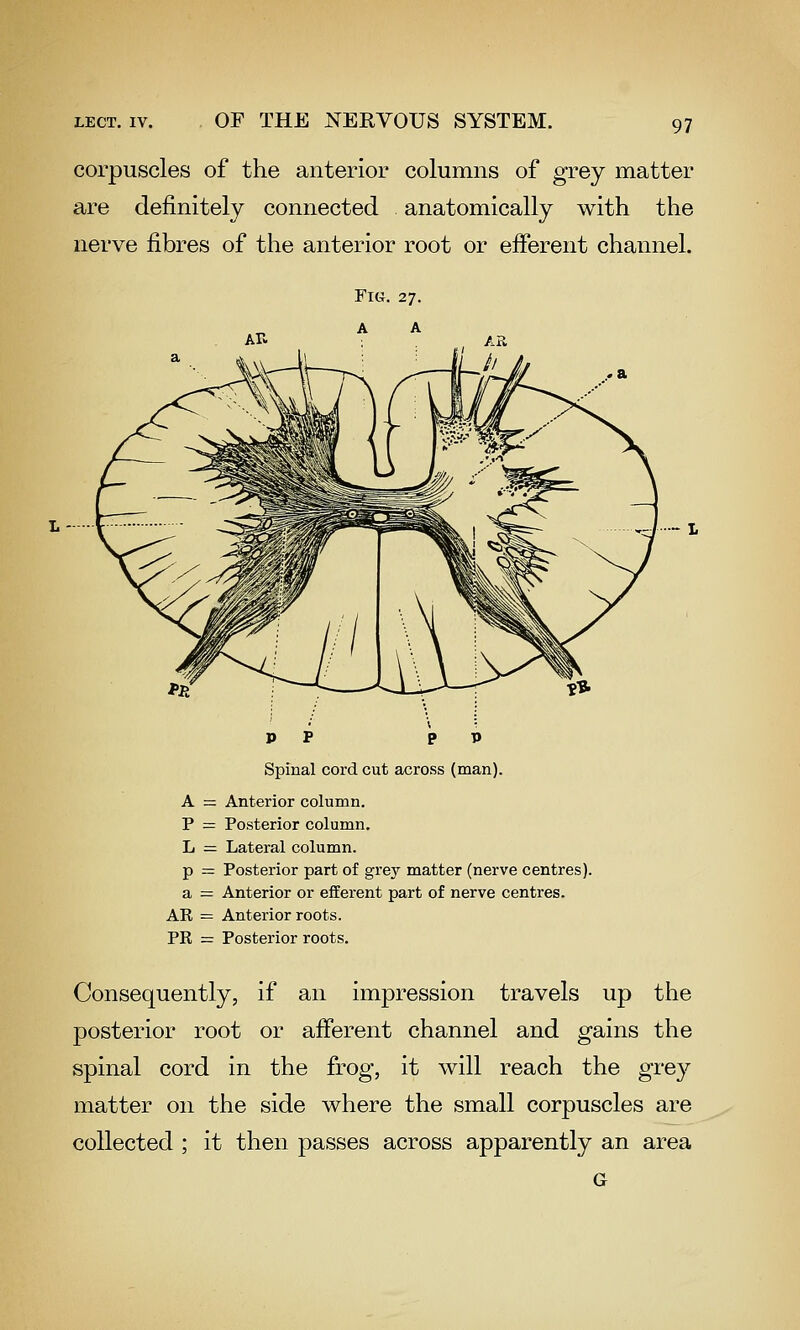 corpuscles of the anterior columns of grey matter are definitely connected anatomically with the nerve fibres of the anterior root or efferent channel. ^ — L Spinal cord cut across (man). A = Anterior column. P = Posterior column. L = Lateral column. p = Posterior part of grey matter (nerve centres). a = Anterior or eilerent part of nerve centres. AK = Anterior roots. PR = Posterior roots. Consequently, if an impression travels up the posterior root or afferent channel and gains the spinal cord in the frog, it will reach the gre}^ matter on the side where the small corpuscles are collected ; it then passes across apparently an area G