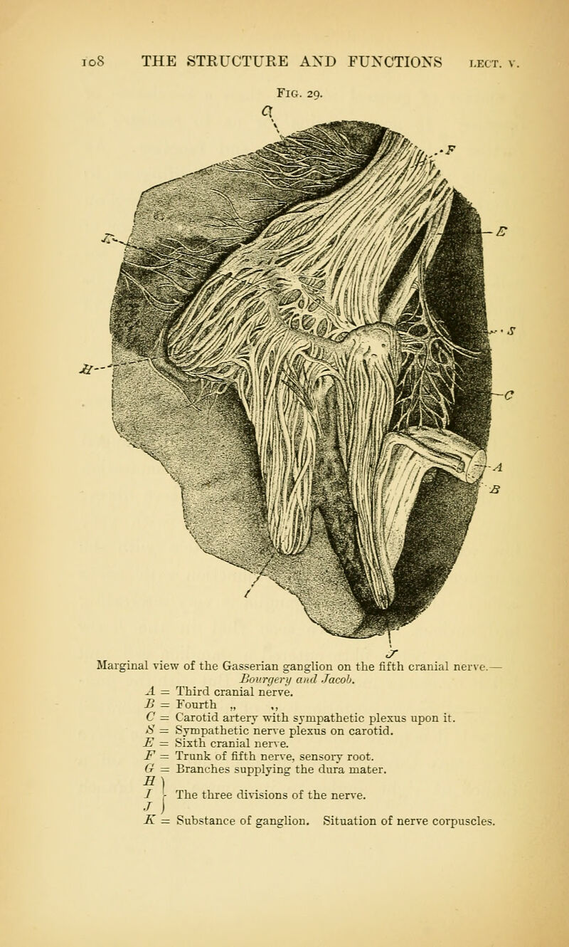 Fig. 29. J- Marginal view of the Gasserian ganglion on the fifth cranial nerve.— Bov.rgery and Jacob. A = Third cranial nerve. B = Fourth „ C = Carotid arterr with sympathetic plexus upon it. iS = Sympathetic nerve plexus on carotid. J^ = Sixth cranial nerve. -F = Trunk of fifth nerve, sensoiy root. G — Branches supplying the dura mater. S] I - The three divisions of the ner^e. •/ ) K = Substance of ganglion. Situation of nerve corpuscles.