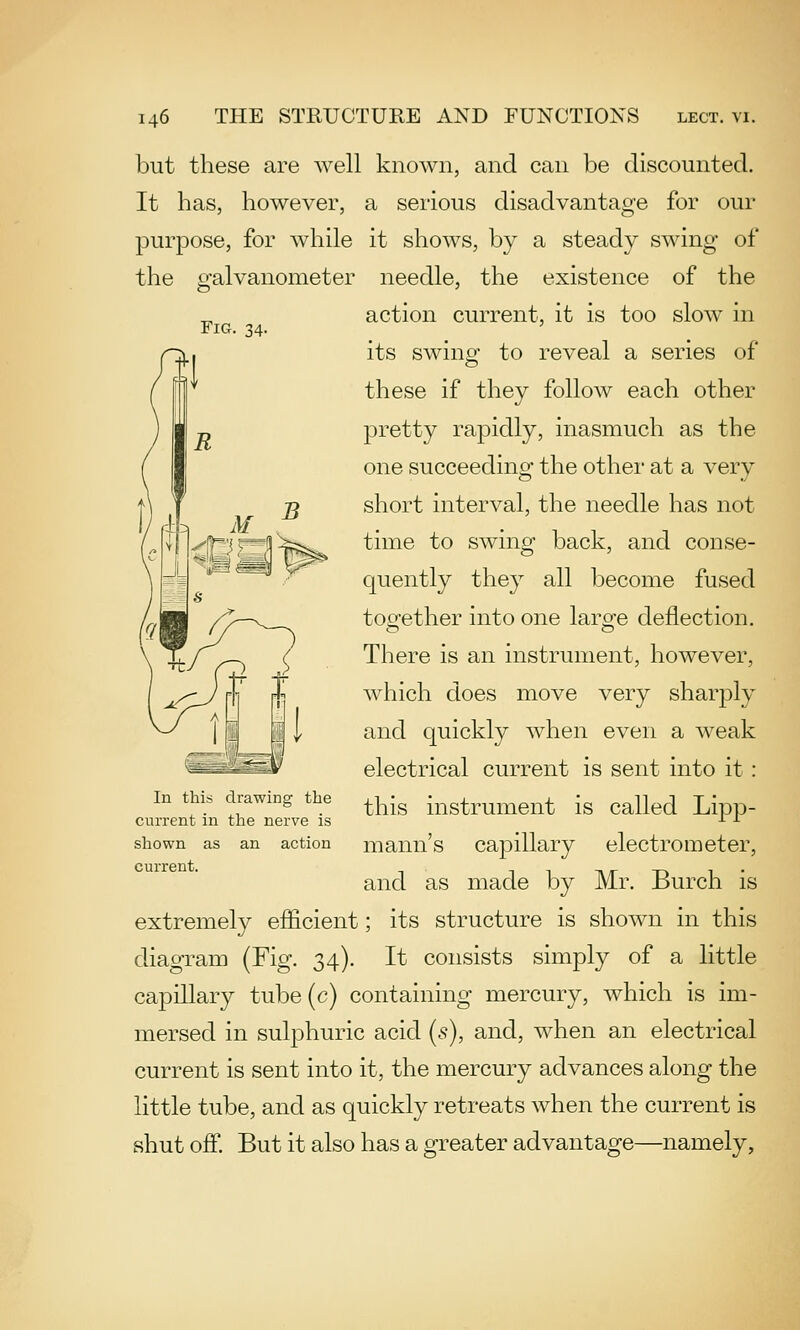 Fig. 34. but these are Avell known, and can be discounted. It has, however, a serious disadvantage for our purpose, for while it shows, by a steady swing of the galvanometer needle, the existence of the action current, it is too slow in its swinof to reveal a series of these if they follow each other pretty rapidly, inasmuch as the one succeeding the other at a very short interval, the needle has not time to swing back, and conse- quently they all become fused toofether into one larofe deflection. There is an instrument, however, which does move very sharj)ly and quickly when even a weak electrical current is sent into it: this instrument is called Lipp- mann's capillary electrometer, and as made by Mr. Burch is extremely efficient; its structure is shown in this diagram (Fig. 34). It consists simply of a little capillary tube (c) containing mercury, which is im- mersed in sulphuric acid (s), and, when an electrical current is sent into it, the mercury advances along the little tube, and as quickly retreats when the current is shut off. But it also has a greater advantage—namely. In this drawing the current in the nerve is shown as an action current.