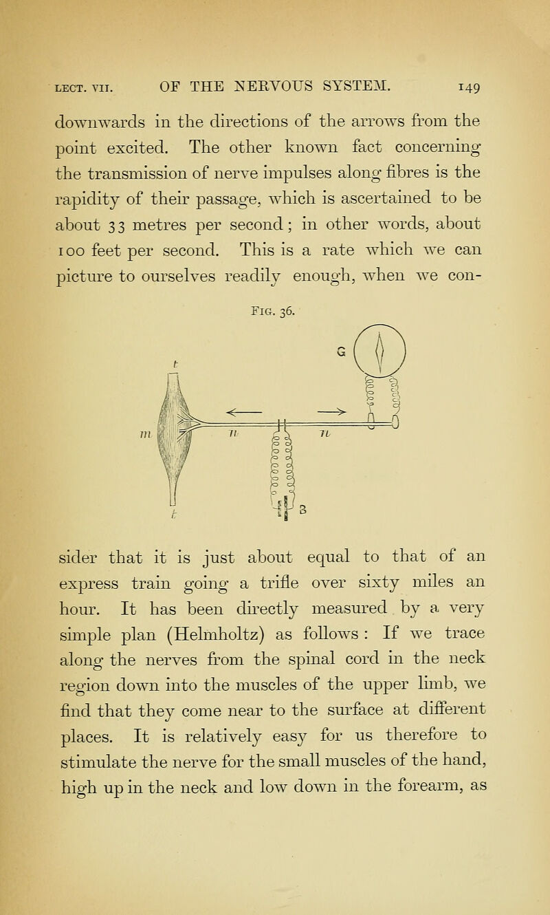 downwards in the directions of the arrows from the point excited. The other known fact concerning the transmission of nerve impulses along fibres is the rapidity of their passage, which is ascertained to be about 3 3 metres per second; in other words, about 100 feet per second. This is a rate Avhich we can picture to ourselves readily enough, when we con- FiG. ct6. <- sider that it is just about equal to that of an express train going a trifle over sixty miles an hour. It has been directly measured by a very simple plan (Helmholtz) as follows : If we trace along the nerves from the spinal cord in the neck region down into the muscles of the upper lunb, we find that they come near to the surface at different places. It is relatively easy for us therefore to stimulate the nerve for the small muscles of the hand, high up in the neck and low down in the forearm, as