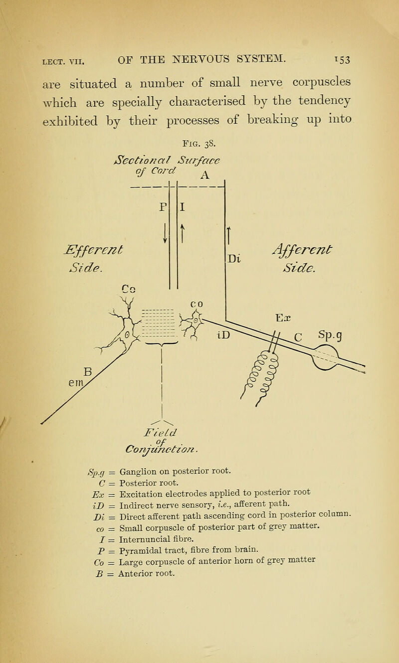 are situated a number of small nerve corpuscles Avhich are specially characterised by the tendency exhibited by their processes of breaking up into Fig. 38. JSiecCional SKrface of Cord ,^ Efferent Side. ^r^ Di Afferent^ Side. c sp.g Fie id ■ of ■ Corijunctzo/i. Sp.cj = Ganglion on posterior root. C = Posterior root. Ex = Excitation electrodes applied to posterior root iD = Indirect nerve sensory, i.e., afferent path. Di = Direct afferent path ascending cord in posterior colamn. CO = SmaU corpuscle of posterior part of grey matter. I = Internuncial fibre. P - Pyramidal tract, fibre from brain. Co = Large corpuscle of anterior horn of grey matter £ = Anterior root.