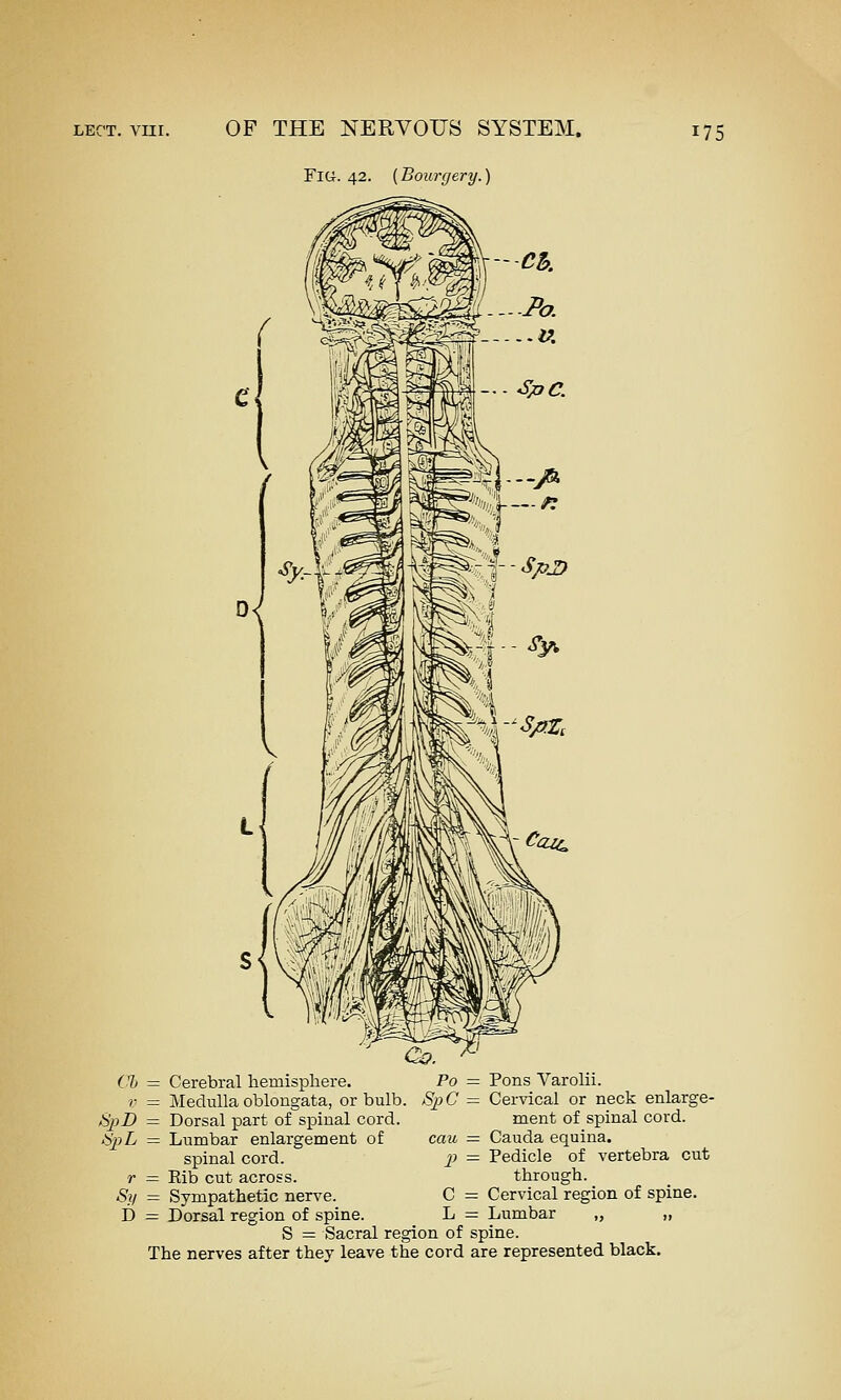 Fltf. 42. (Bourgery.) CI) = Cerebral hemisphere. Po V — Medulla oblongata, or bulb. SjyC SpD = Dorsal part of spinal cord. <b^;L = Lumbar enlargement of cau spinal cord. 2) r = Rib cut across. Sif = Sympathetic nerve. C i) = Dorsal region of spine. L S = Sacral region of The nerves after they leave the cord = Pons Varolii. = Cervical or neck enlarge- ment of spinal cord. = Cauda equina. = Pedicle of vertebra cut through. = Cervical region of spine. — Lumbar „ „ spine. are represented black.