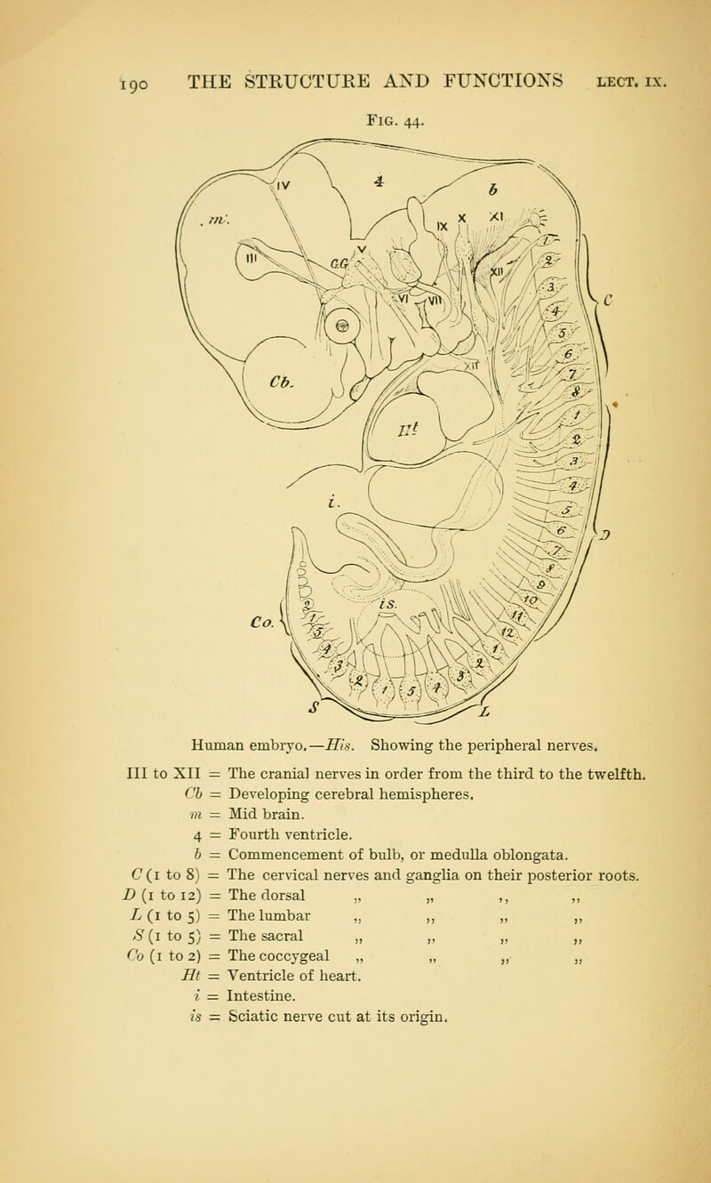 Fig. 44. Human embryo.—His. Showing the peripheral nerves. Ill to XII = The crania] nerves in order from the third to the twelfth. Cb — Developing cerebral hemispheres. m = Mid brain. 4 = Fourth ventricle. b — Commencement of bulb, or meduUa oblongata. C(i to 8) — The cervical nerves and ganglia on their posterior roots. Z> (i to 12) = The dorsal „ „ ,, ,, L (i to 5) = The lumbar „ ,, „ ,, ^S'(i to 5) = The sacral „ ,, „ „ Co {i to 2) = The coccygeal „ „ „ „ Ht — Ventricle of heart. i — Intestine. is = Sciatic nerve cut at its origin.