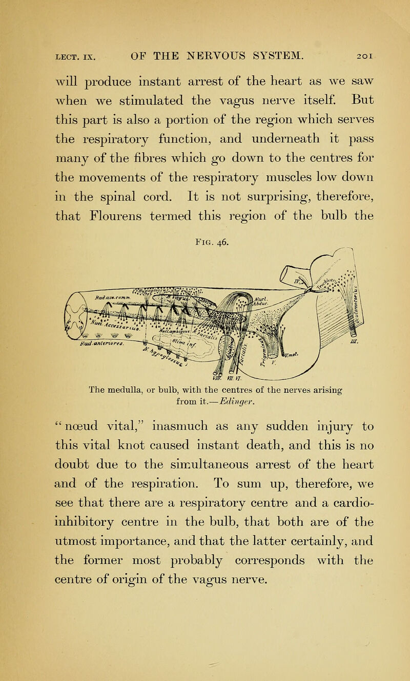 will produce instant arrest of the heart as we saw when we stimulated the vagus nerve itself. But this part is also a portion of the region which serves the respiratory function, and underneath it pass many of the fibres which go down to the centres for the movements of the respiratory muscles low down in the spinal cord. It is not surprising, therefore, that Flourens termed this region of the bulb the Fig. 46. The medulla, or bulb, with the centres of the nerves arising from it.—Edwger.  noeud vital, inasmuch as any sudden injury to this vital knot caused instant death, and this is no doubt due to the simultaneous arrest of the heart and of the respiration. To sum up, therefore, we see that there are a respiratory centre and a cardio- inhibitory centre in the bulb, that both are of the utmost importance, and that the latter certainly, and the former most probably corresponds with the centre of origin of the vagus nerve.
