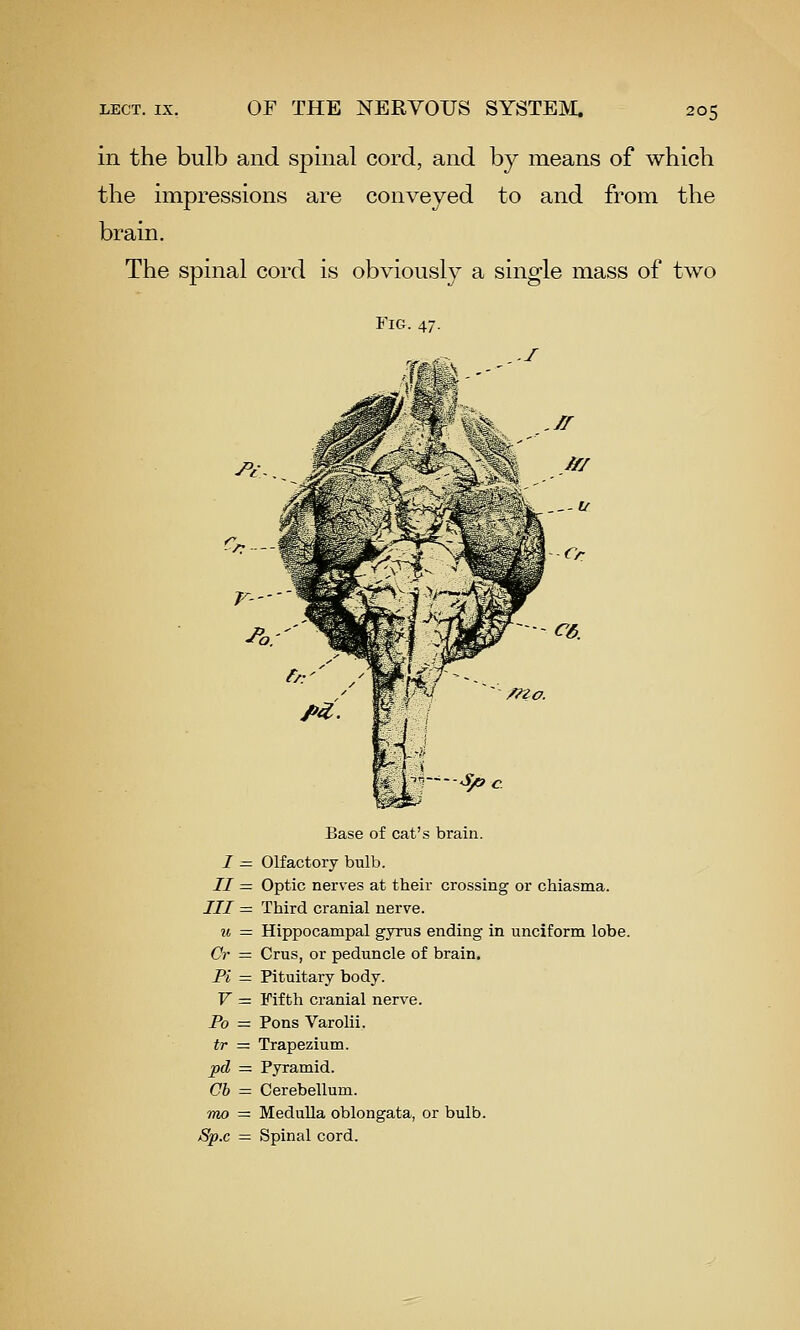 in the bulb and spinal cord, and by means of which the impressions are conveyed to and from the brain. The spinal cord is obviously a single mass of two Fig. 47. Base of cat's brain. I = Olfactory bulb. // = Optic nerves at their crossing or chiasma. Ill = Third cranial nerve. u — Hippocampal gyrus ending in unciform lobe. Cr = Crus, or peduncle of brain. Pi = Pituitary body. V = Fifth cranial nerve. Po = Pons Varolii. tr = Trapezium. pel = Pyramid. Cb = Cerebellum. mo ~ Medulla oblongata, or bulb. Sp.c = Spinal cord.