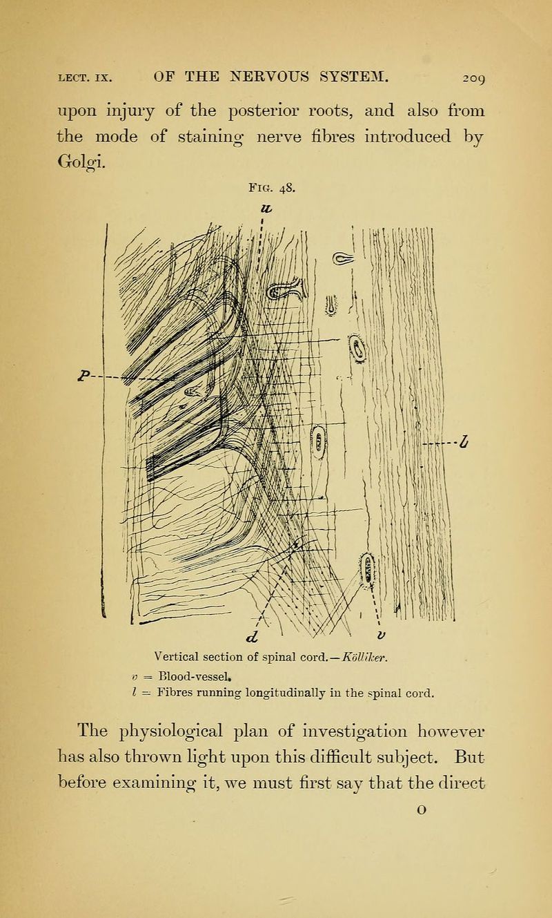 upon injury of the posterior roots, and also from the mode of staining nerve fibres introduced by Golgi. P~- Vertical section of spinal covdi.—Kolliher. 0 = Blood-vessel, 1 — Fibres running longitudinally in the spinal cord. The physiological plan of investigation however has also thrown light upon this difficult subject. But before examining it, we must first say that the direct o