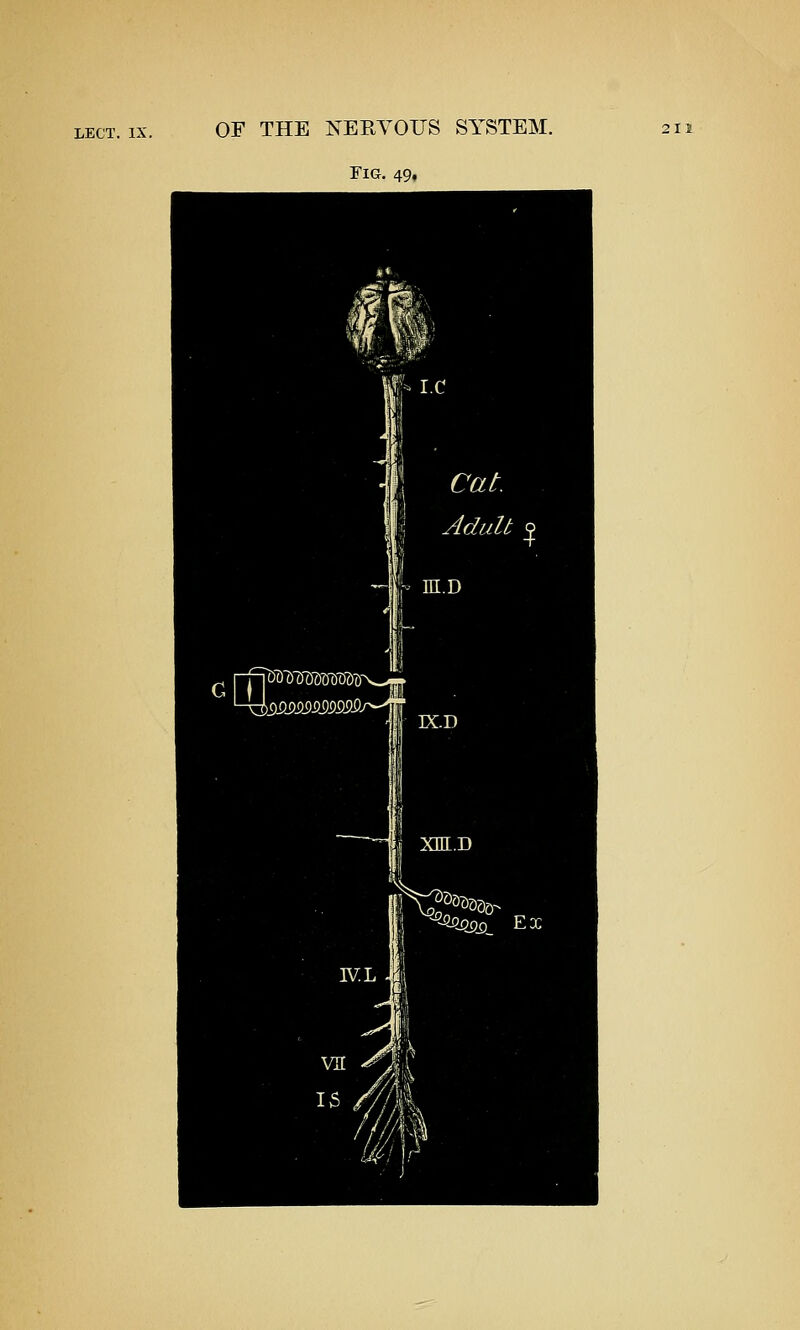Fig. 49, i XEI.D ^■^SSss) Ex .f