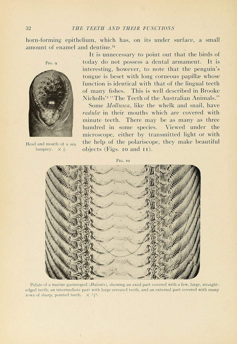 horn-forming epithelium, which has, on its under surface, a small amount of enamel and dentine.-^ It is unnecessary to point out that the birds of fj. ., today do not possess a dental armament. It is interesting, however, to note that the penguin's tongue is beset with long corneous papillae whose function is identical with that of the lingual teeth of many fishes. This is well described in Brooke Nicholls'^ The Teeth of the Australian Animals. Some Mollusca, like the whelk and snail, have radidce in their mouths which are covered with minute teeth. There may be as many as three hundred in some species. Viewed under the microscope, either by transmitted light or with Head and mouth of a sea the help of the polariscopc, they make beautiful lamprey. X j. objects (Figs. lo and II). V Palate of a marine gastcrupod {HaliDlis), showing an axial part covered with a few, large, straight- edged teeth, an intermediate part with large serrated teeth, and an external part eovered with many rows of sharp, pointed teeth. X -p.