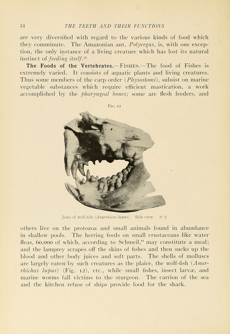 are very diversified with regard to the various kinds of food which they comminute. The Amazonian ant, Polyergus, is, with one excep- tion, the only instance of a Uving creature which has lost its natural instinct oi feeding itself}^ The Foods of the Vertebrates.—Fishes.—The food of Fishes is extremely varied. It consists of aquatic plants and living creatures. Thus some members of the carp order {Physostomi), subsist on marine vegetable substances which require efficient mastication, a work accomplished by the pharyngeal bones; some are flesh feeders, and Fig. 12 Jaws of wolf-fish (Anarrhjcas lupus). Side view others live on the protozoa and small animals found in abundance in shallow pools. The herring feeds on small crustaceans like water fleas, 60,000 of which, according to Schmeil,^ may constitute a meal; and the lamprey scrapes off the skins of fishes and then sucks up the blood and other body juices and soft parts. The shells of molluscs are largely eaten by such creatures as the plaice, the wolf-fish (Anar- rhichas lupus) (Fig. 12), etc., while small fishes, insect larvae, and marine worms fall victims to the sturgeon. The carrion of the sea and the kitchen refuse of ships provide food for the shark.