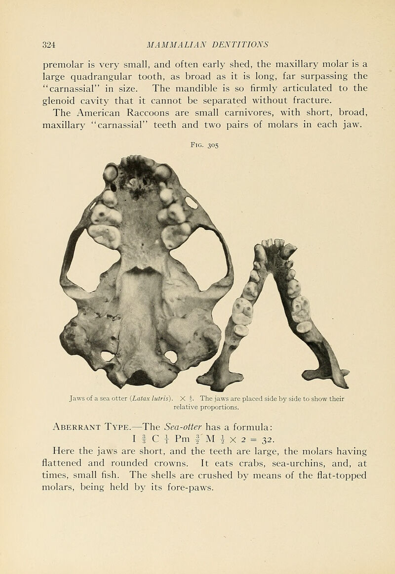 premolar is very small, and often early shed, the maxillary molar is a large quadrangular tooth, as broad as it is long, far surpassing the carnassial in size. The mandible is so firmly articulated to the glenoid cavity that it cannot be separated without fracture. The American Raccoons are small carnivores, with short, broad, maxillary carnassial teeth and two pairs of molars in each jaw. Fig. 305 Jaws of a sea otter {Latax lulris). X s- The jaws are placed side by side to show their relative proportions. Aberrant Type.—The Sea-otter has a formula: I f C 1 Pm f M i X 2 = 32. Here the jaws are short, and the teeth are large, the molars having flattened and rounded crowns. It eats crabs, sea-urchins, and, at times, small tish. The shells are crushed by means of the flat-topped molars, being held by its fore-paws.