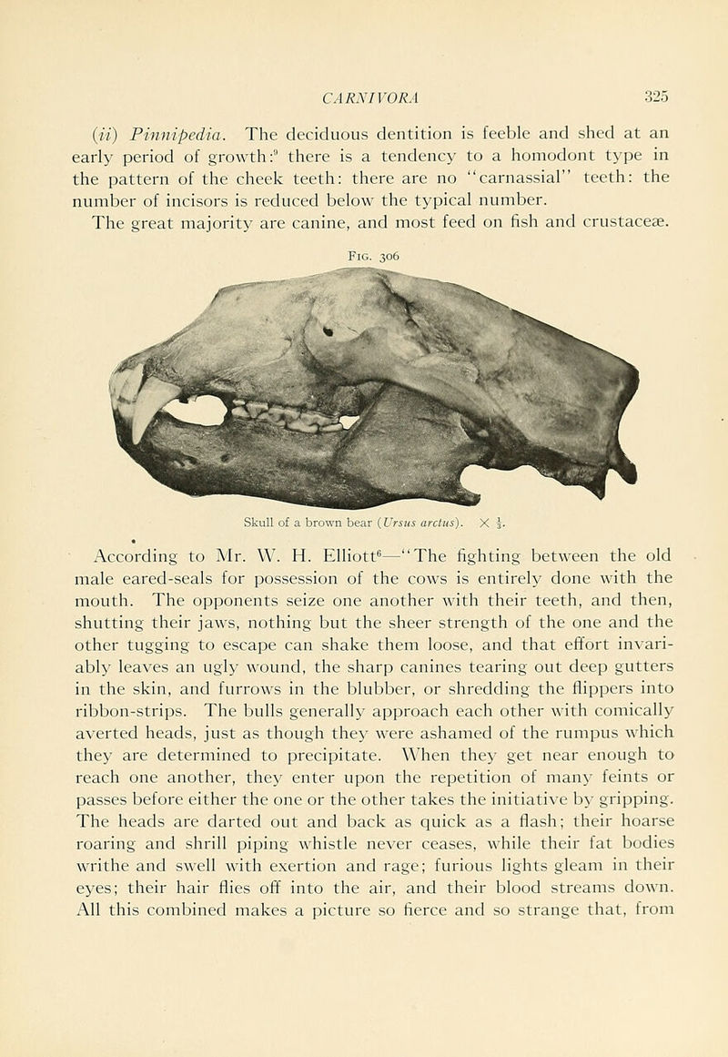 (ii) Piun/pcdia. The deciduous dentition is feeble and shed at an early period of growth: there is a tendency to a homodont type in the pattern of the cheek teeth: there are no carnassial teeth: the number of incisors is reduced below the typical number. The great majority are canine, and most feed on fish and crustacese. Fig. 306 Skull of a brown bear (Ursiis arctus According to Mr. W. H. Elliott—The fighting between the old male eared-seals for possession of the cows is entirely done with the mouth. The opponents seize one another with their teeth, and then, shutting their jaws, nothing but the sheer strength of the one and the other tugging to escape can shake them loose, and that effort invari- ably leaves an ugly wound, the sharp canines tearing out deep gutters in the skin, and furrows in the blubber, or shredding the flippers into ribbon-strips. The bulls generally approach each other with comically averted heads, just as though they were ashamed of the rumpus which they are determined to precipitate. When they get near enough to reach one another, they enter upon the repetition of many feints or passes before either the one or the other takes the initiative by gripping. The heads are darted out and back as quick as a flash; their hoarse roaring and shrill piping whistle never ceases, while their fat bodies writhe and swell with exertion and rage; furious lights gleam in their eyes; their hair flies off into the air, and their blood streams down. All this combined makes a picture so fierce and so strange that, from