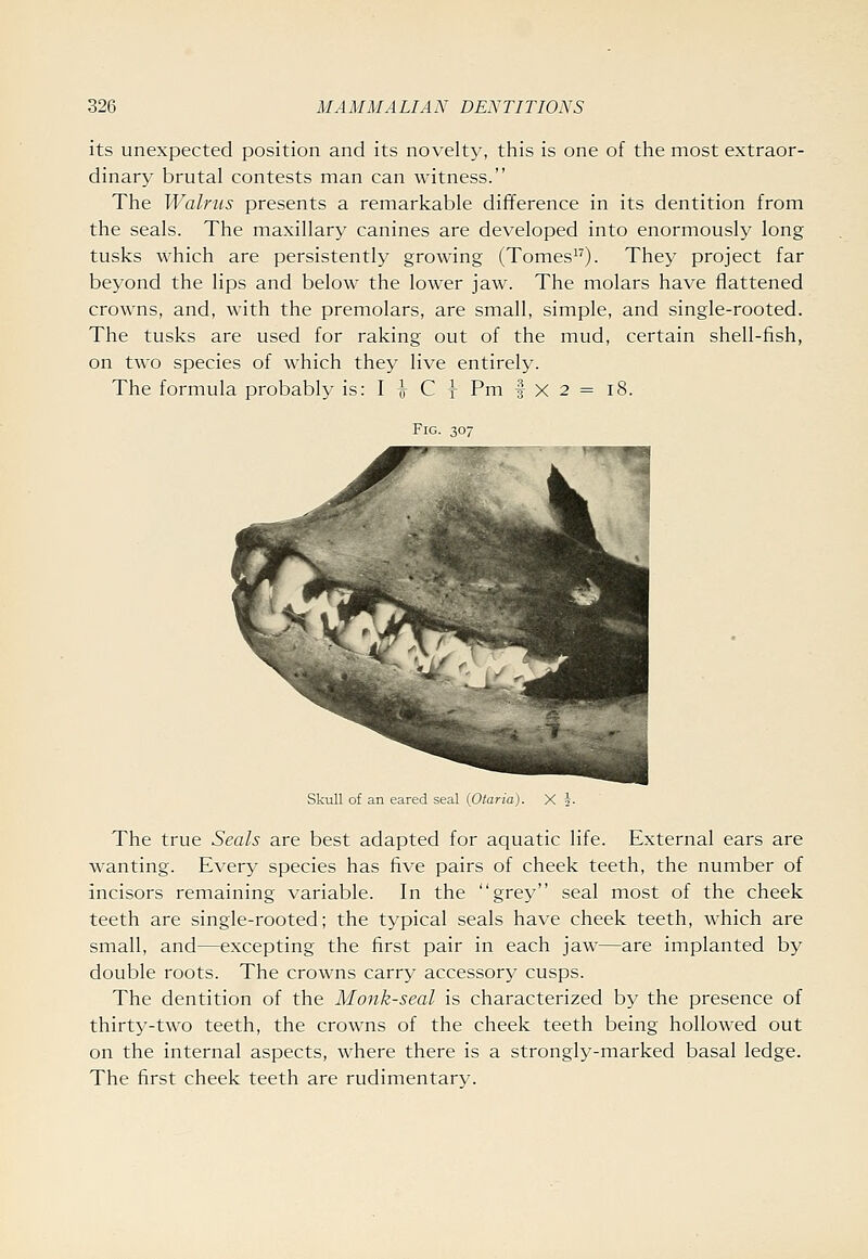 its unexpected position and its novelty, this is one of the most extraor- dinary brutal contests man can witness. The Walrus presents a remarkable difference in its dentition from the seals. The maxillary canines are developed into enormously long tusks which are persistently growing (Tomes). They project far beyond the lips and below the lower jaw. The molars have flattened crowns, and, with the premolars, are small, simple, and single-rooted. The tusks are used for raking out of the mud, certain shell-fish, on two species of which they live entirely. The formula probably is: I i C x Pm | x 2 = 18. Fig. 307 Skull of an eared seal {Otaria). The true Seals are best adapted for aquatic life. External ears are wanting. Every species has five pairs of cheek teeth, the number of incisors remaining variable. In the grey seal most of the cheek teeth are single-rooted; the typical seals have cheek teeth, which are small, and—excepting the first pair in each jaw—are implanted by double roots. The crowns carry accessory cusps. The dentition of the Monk-seal is characterized by the presence of thirty-two teeth, the crowns of the cheek teeth being hollowed out on the internal aspects, where there is a strongly-marked basal ledge. The first cheek teeth are rudimentary.